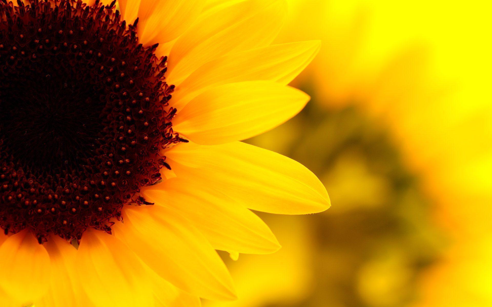 Sunflower Wallpapers