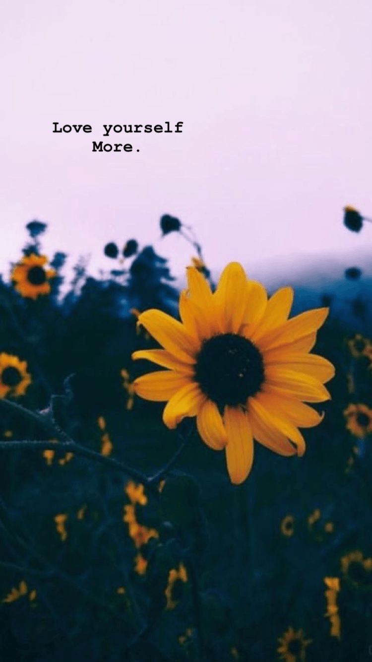 Sunflower Wallpapers