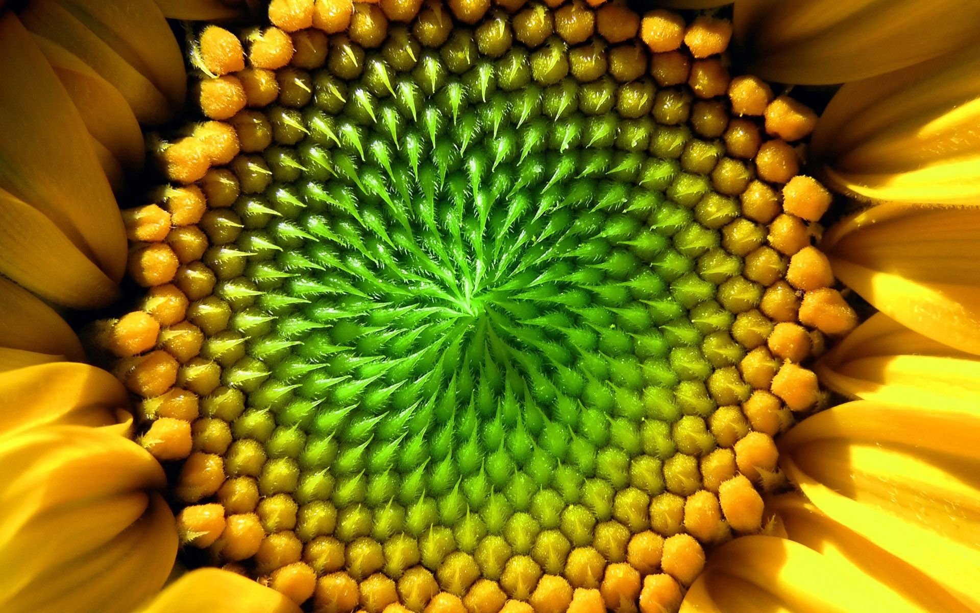 Sunflower Micro Wallpapers