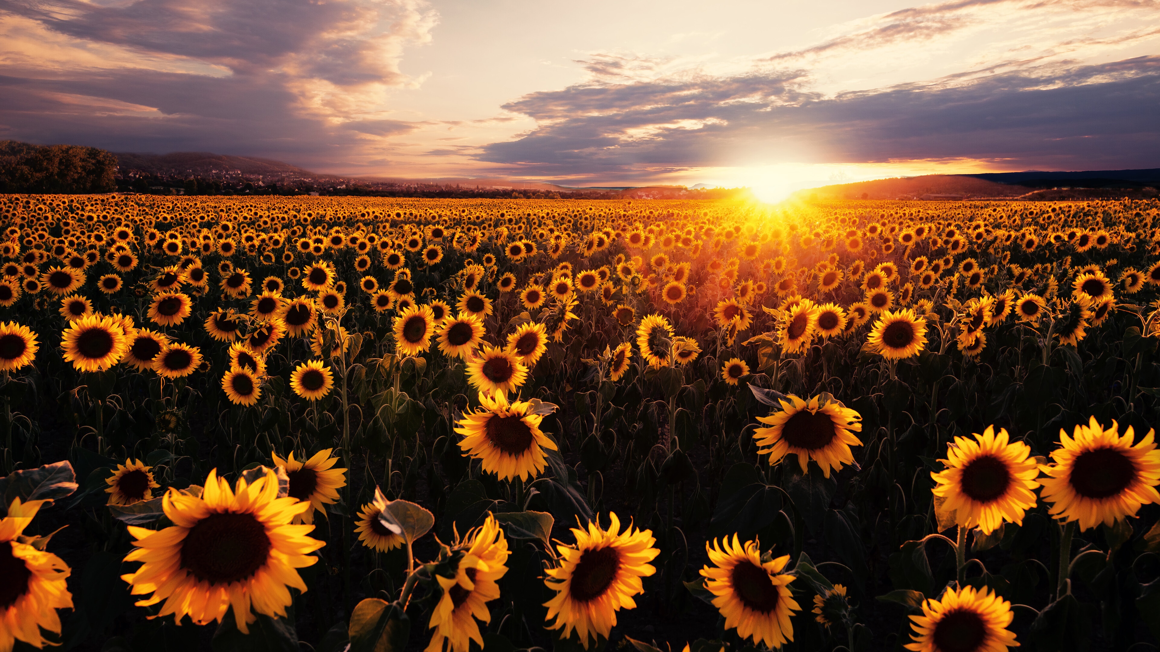 Sunflowers Nature Wallpapers