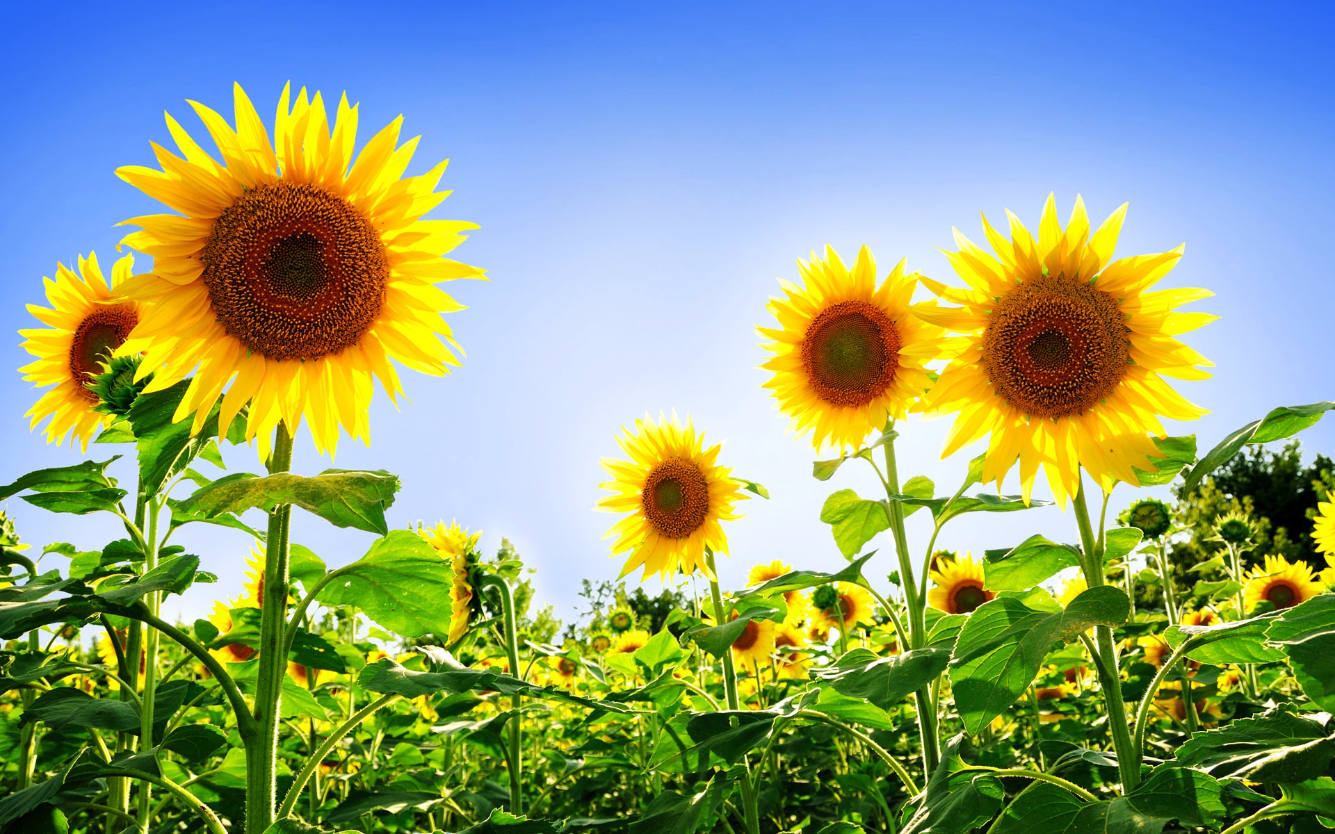 Sunflowers Nature Wallpapers