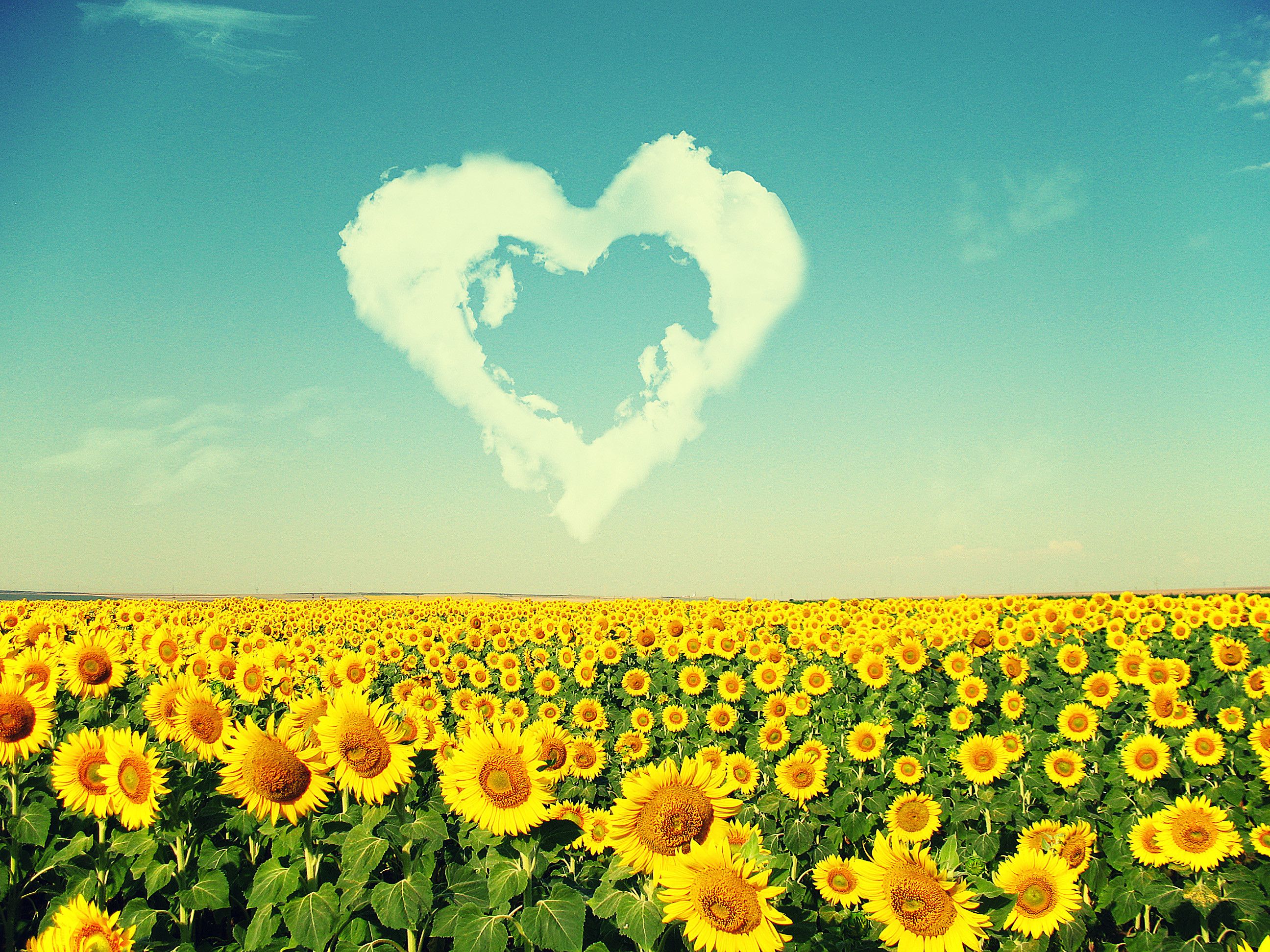 Sunflowers Nature Wallpapers