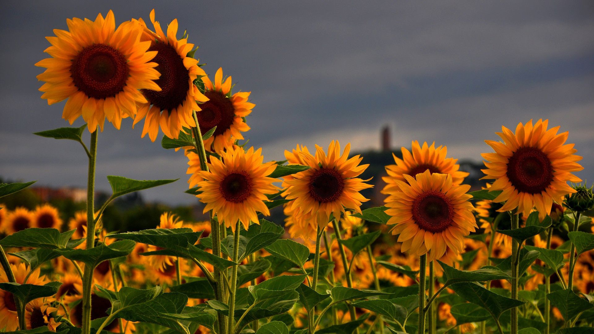 Sunflowers Nature Wallpapers