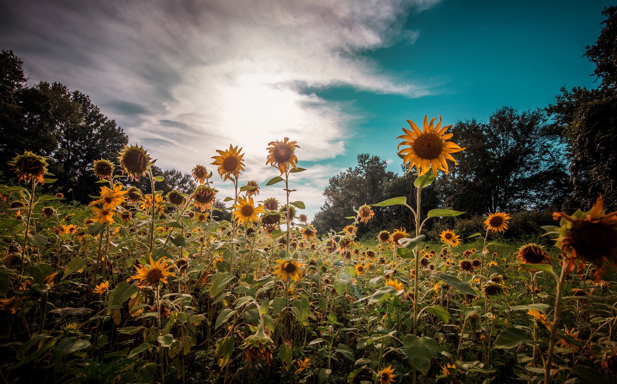 Sunflowers Nature Wallpapers