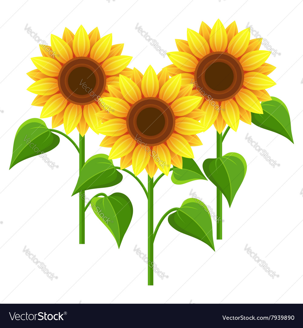 Sunflowers Nature Wallpapers