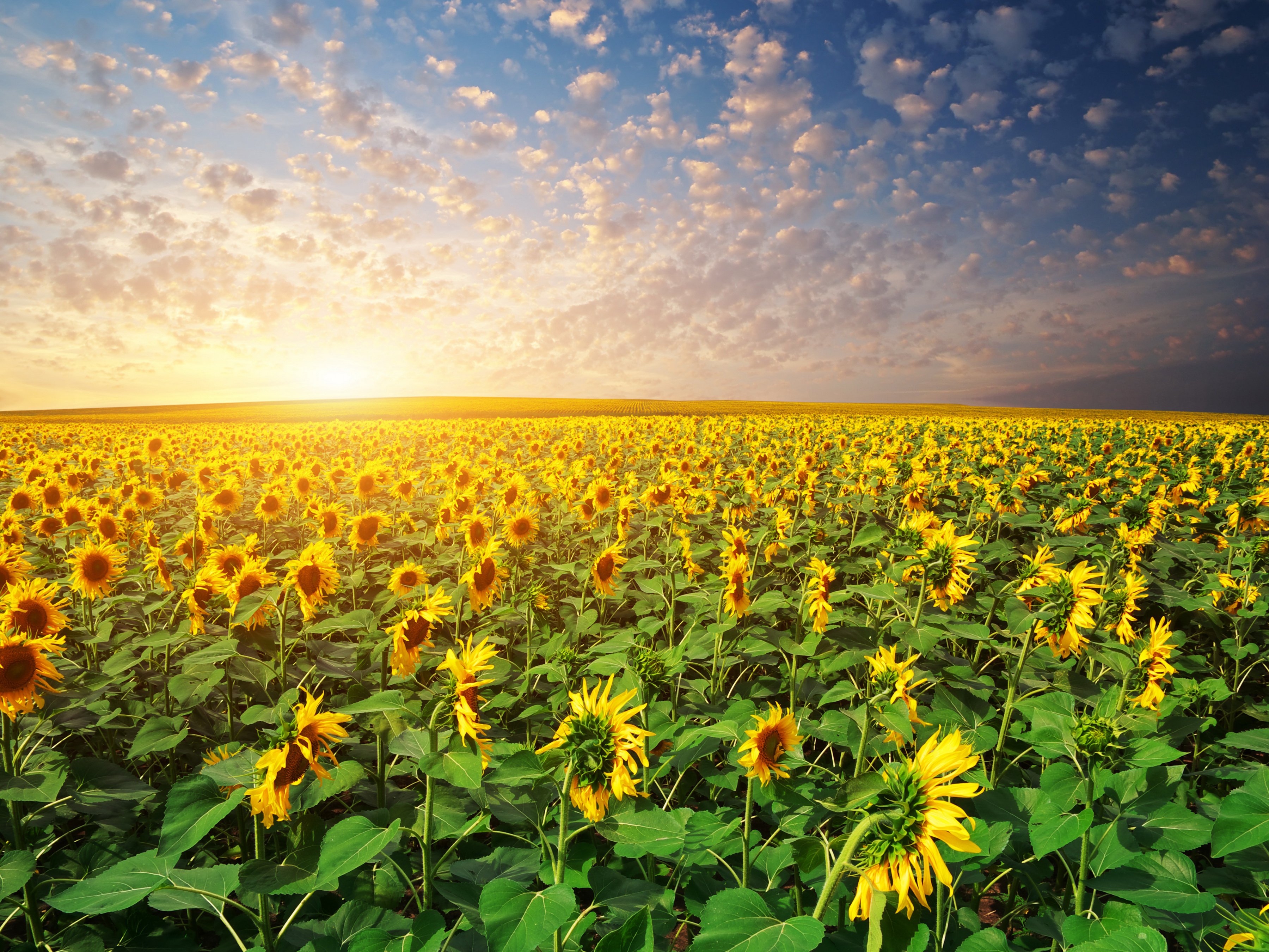 Sunflowers Nature Wallpapers