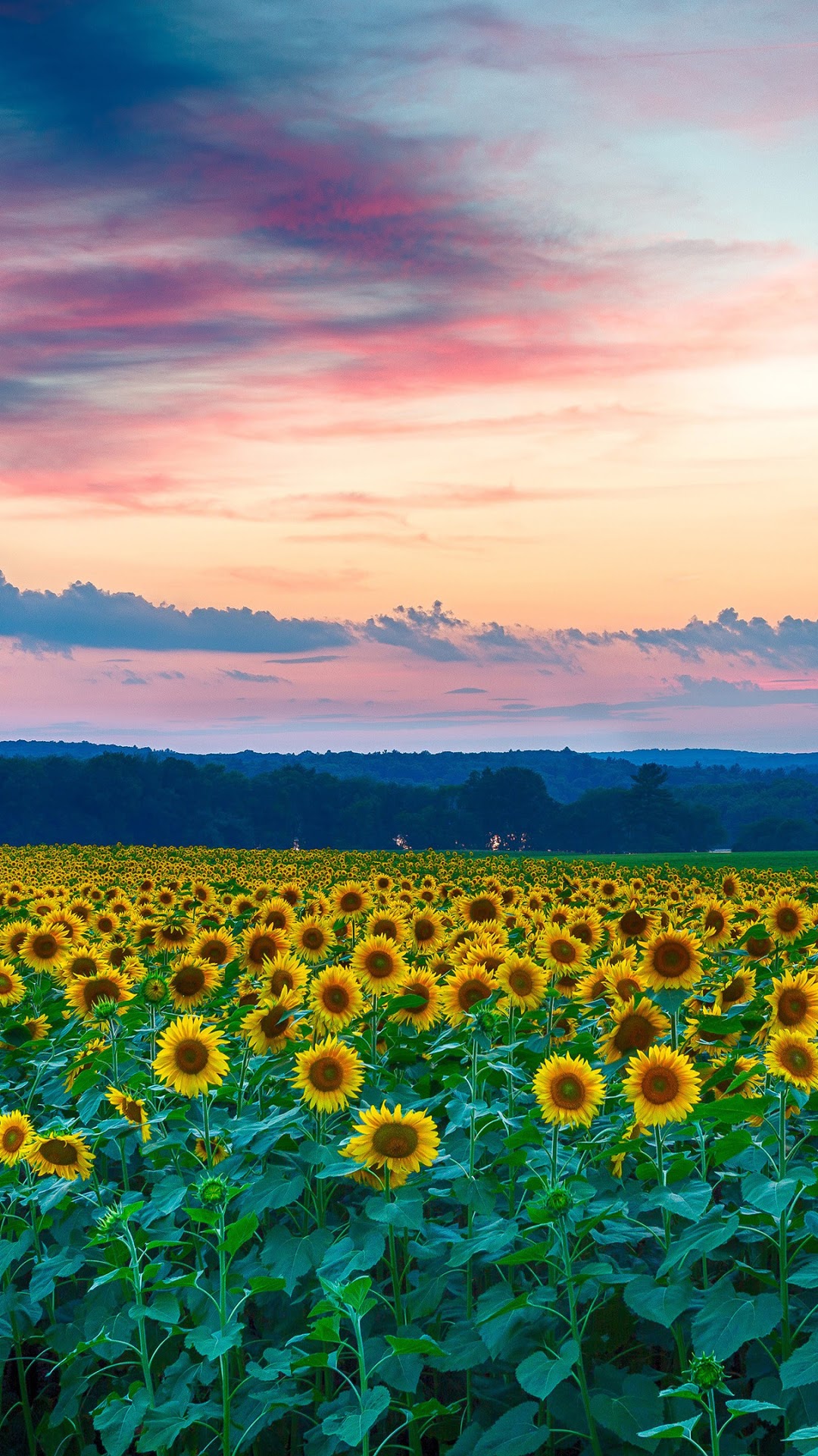 Sunflowers Nature Wallpapers