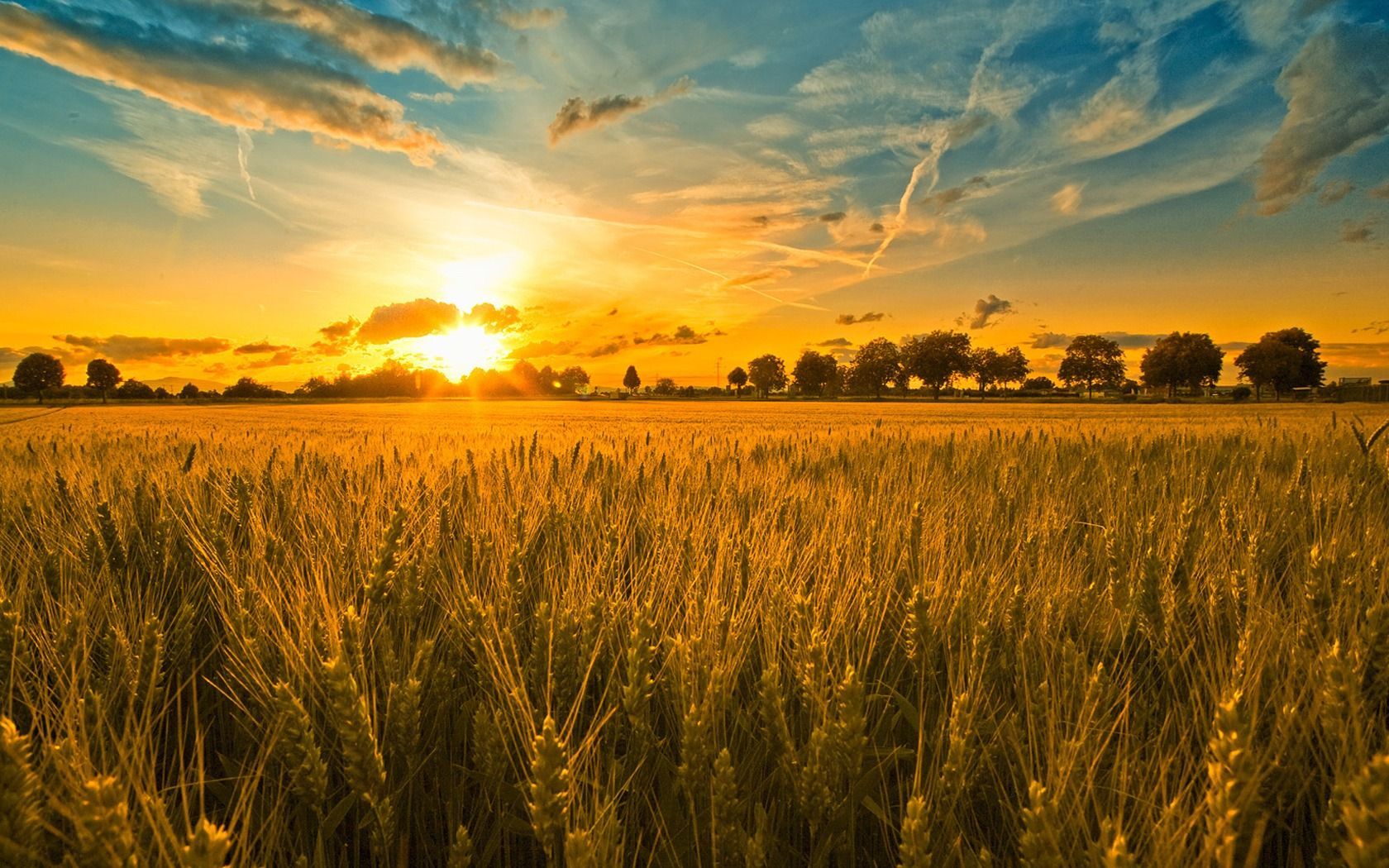 Sunset In Wheat Grass Field Wallpapers