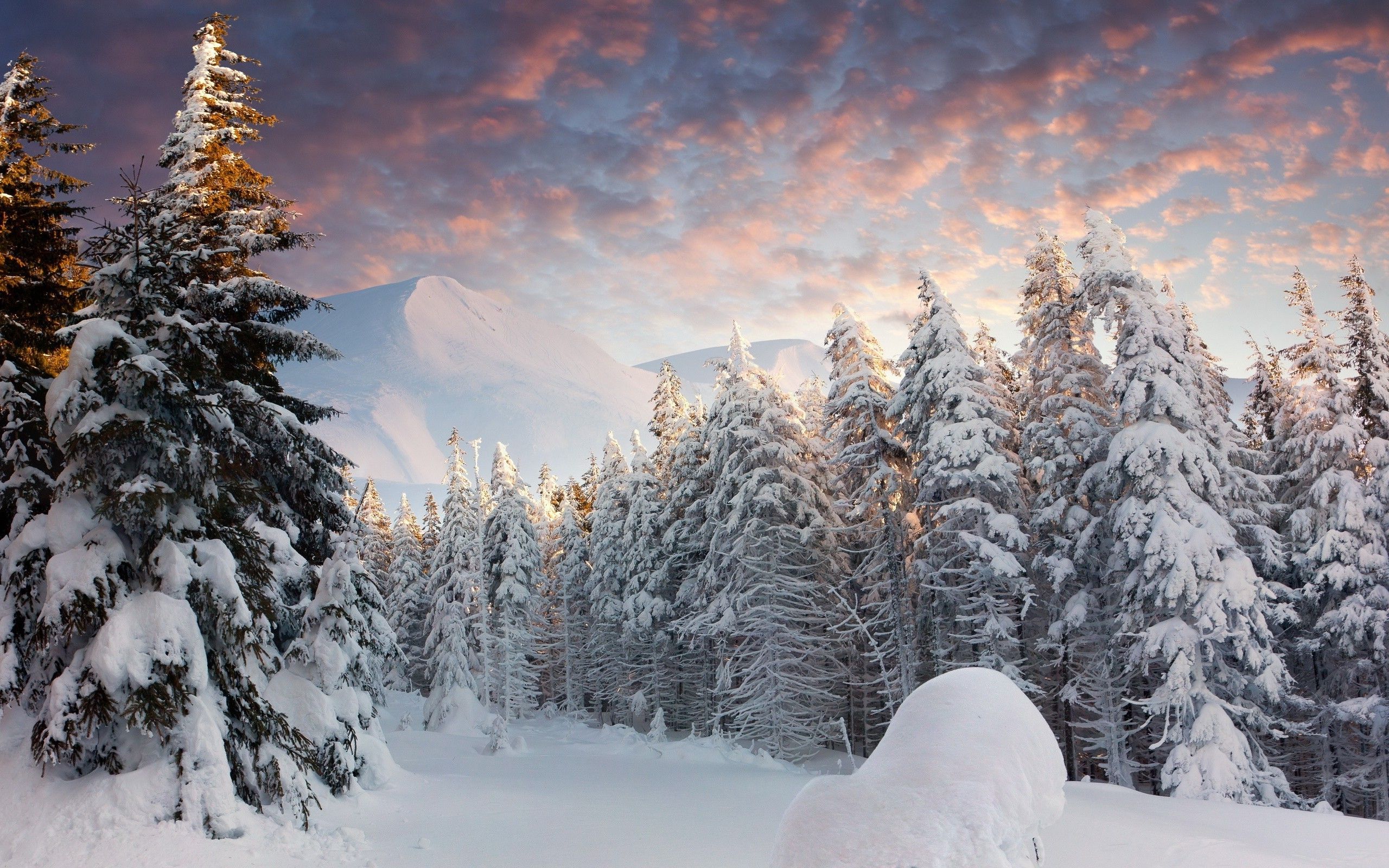 Sunset Winter At Empty Forest Wallpapers