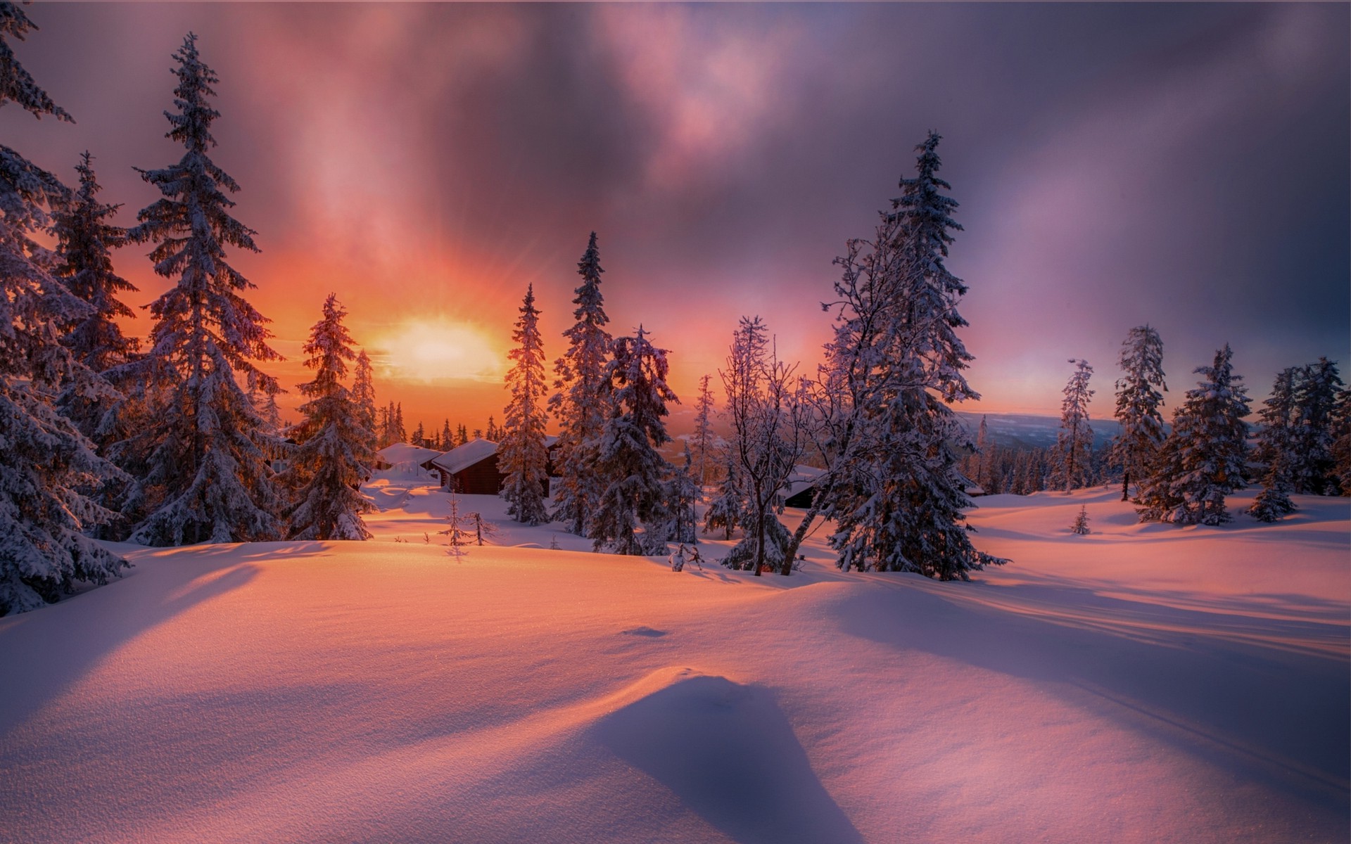 Sunset Winter At Empty Forest Wallpapers