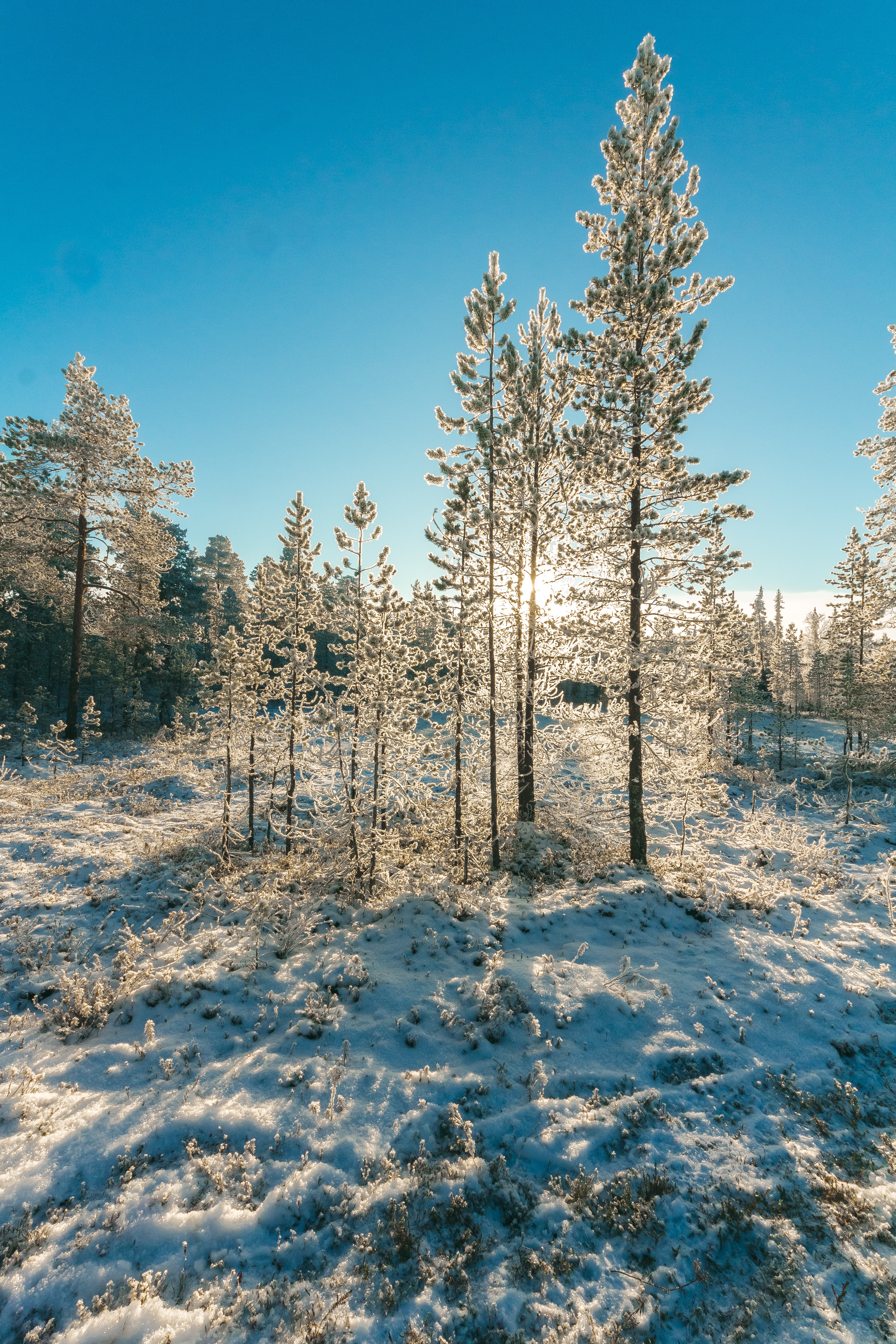 Sunset Winter At Empty Forest Wallpapers