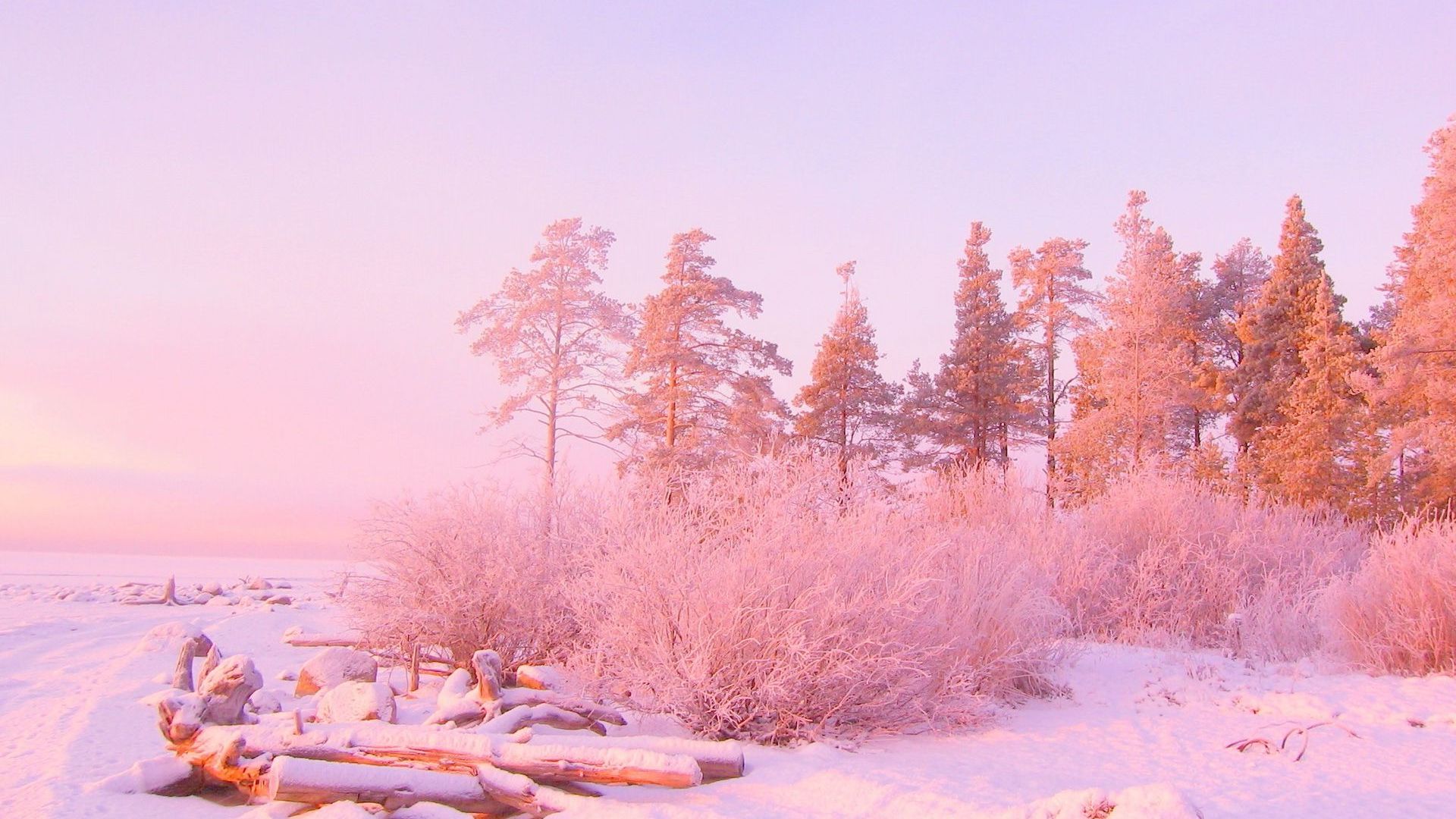 Sunset Winter At Empty Forest Wallpapers