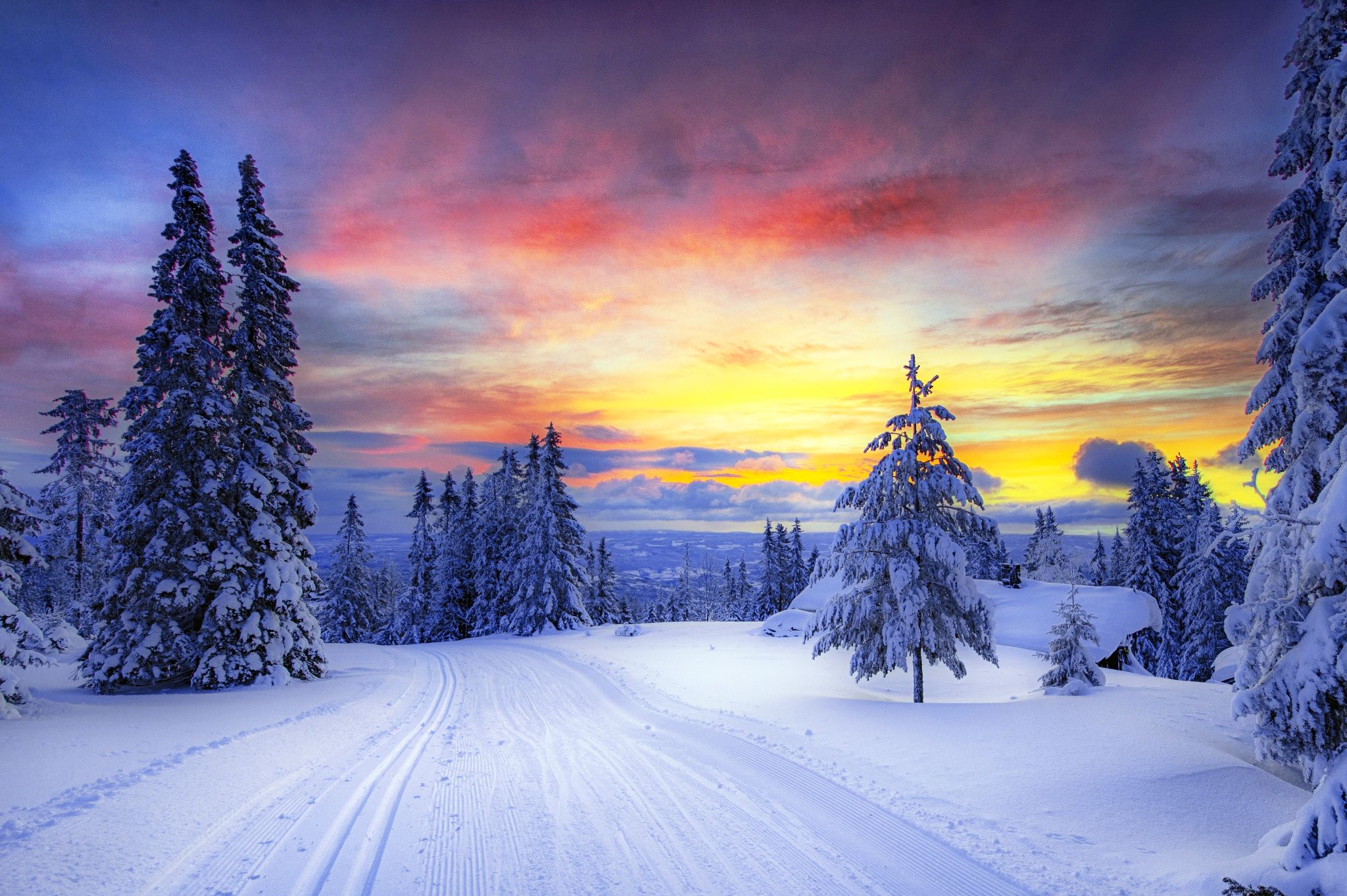 Sunset Winter At Empty Forest Wallpapers