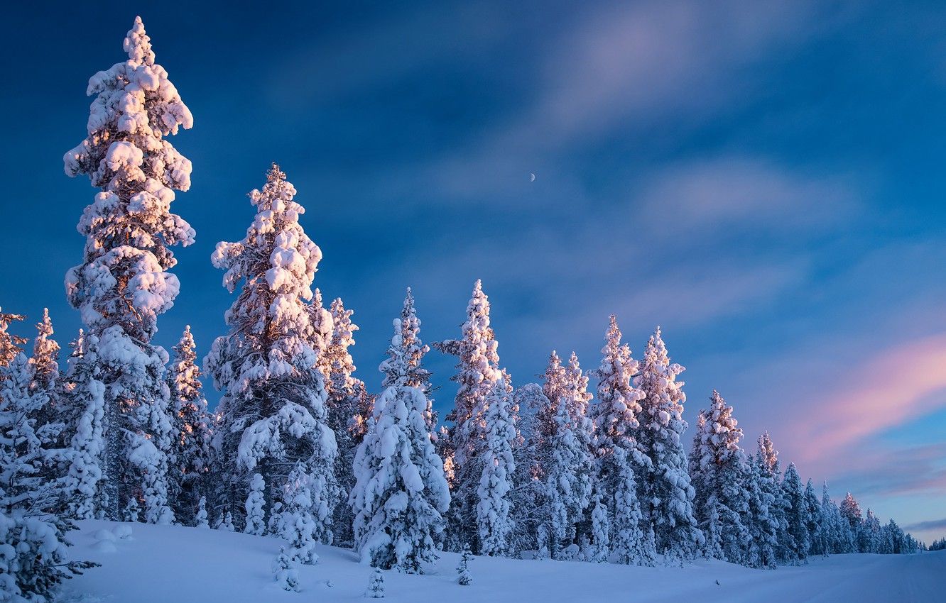 Sunset Winter At Empty Forest Wallpapers