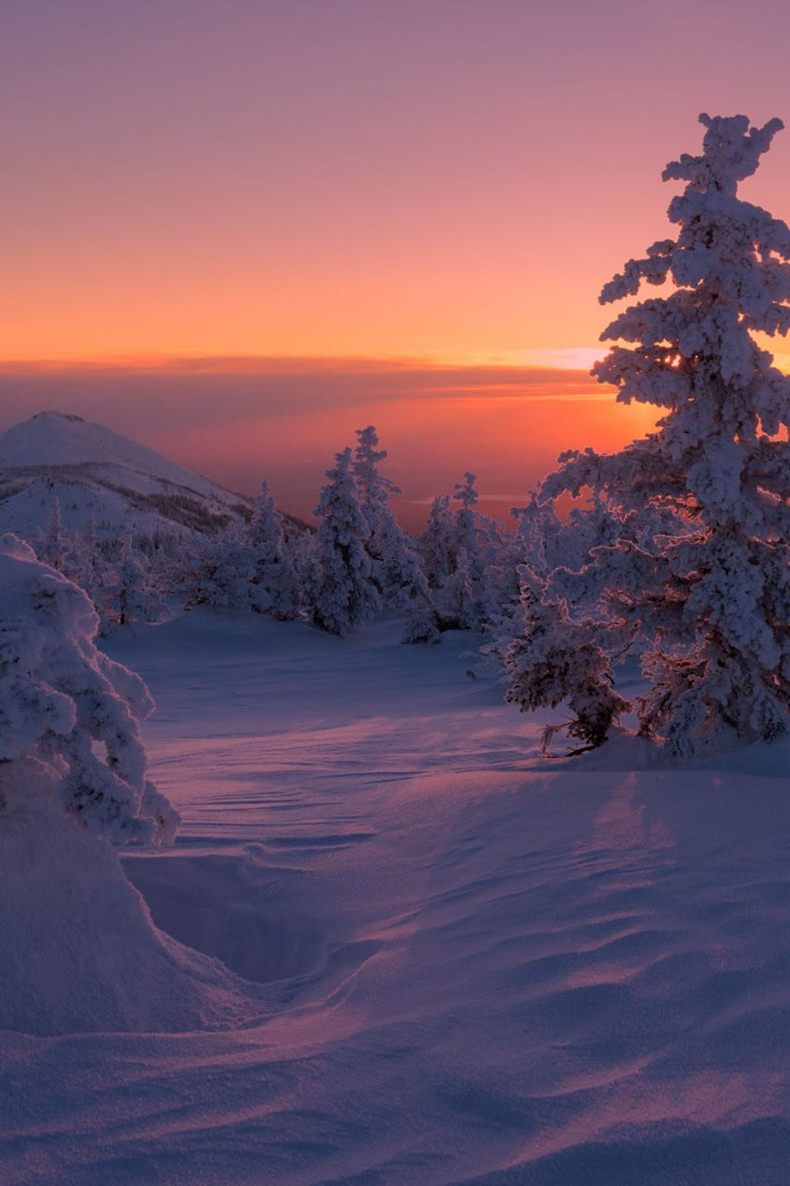 Sunset Winter At Empty Forest Wallpapers