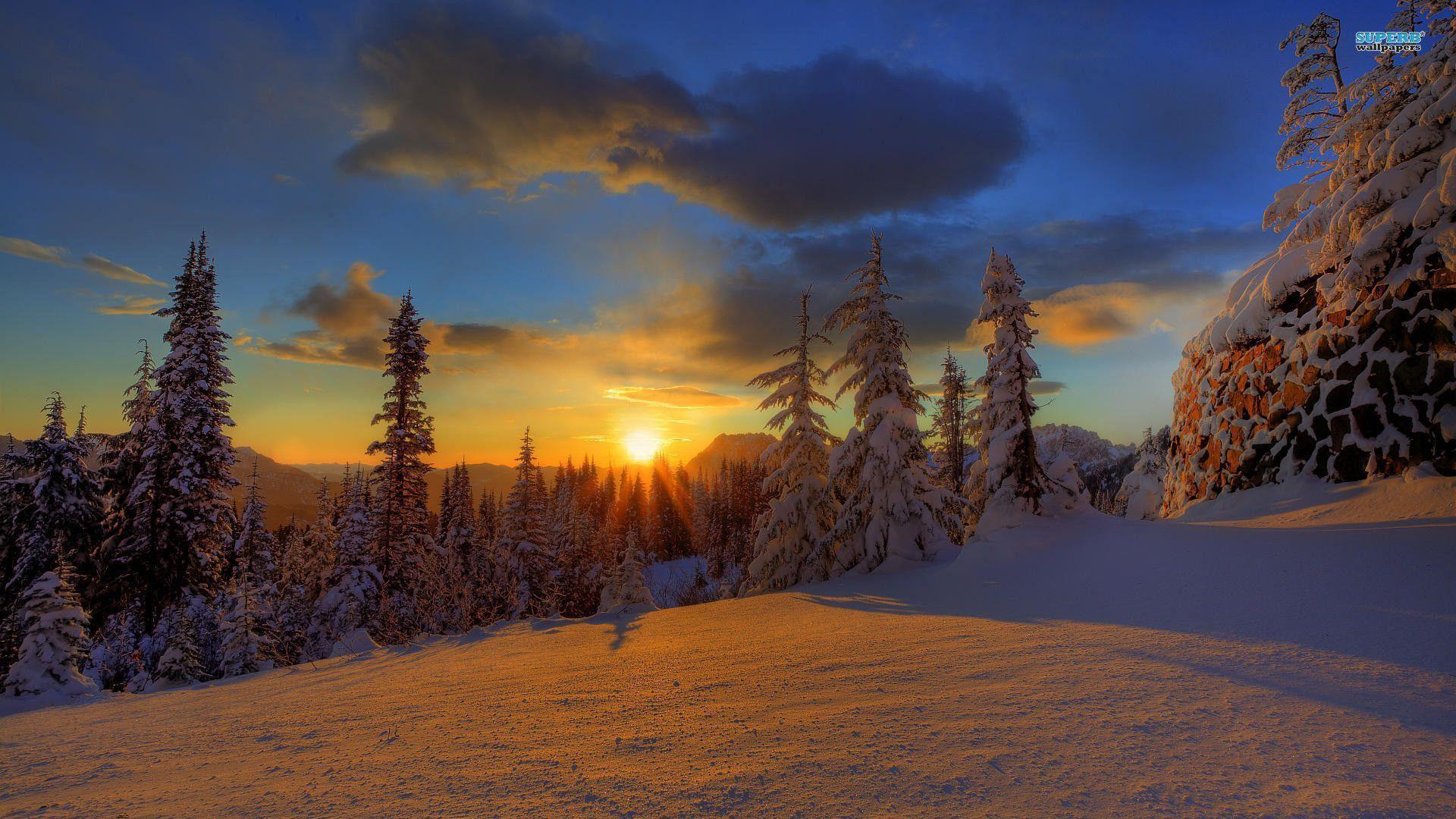 Sunset Winter At Empty Forest Wallpapers