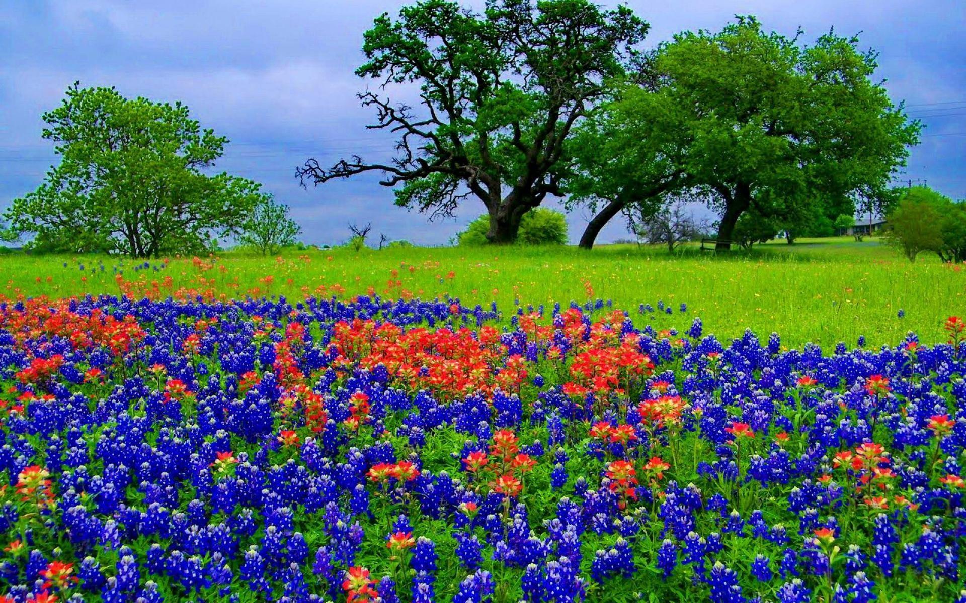 Texas Bluebonnets Wallpapers