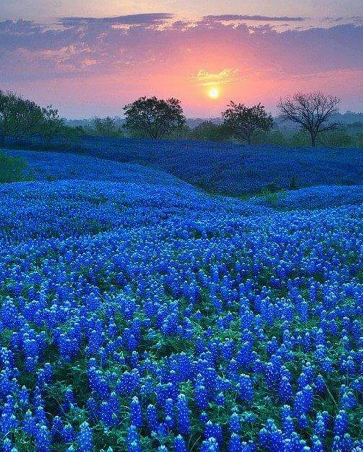 Texas Bluebonnets Wallpapers