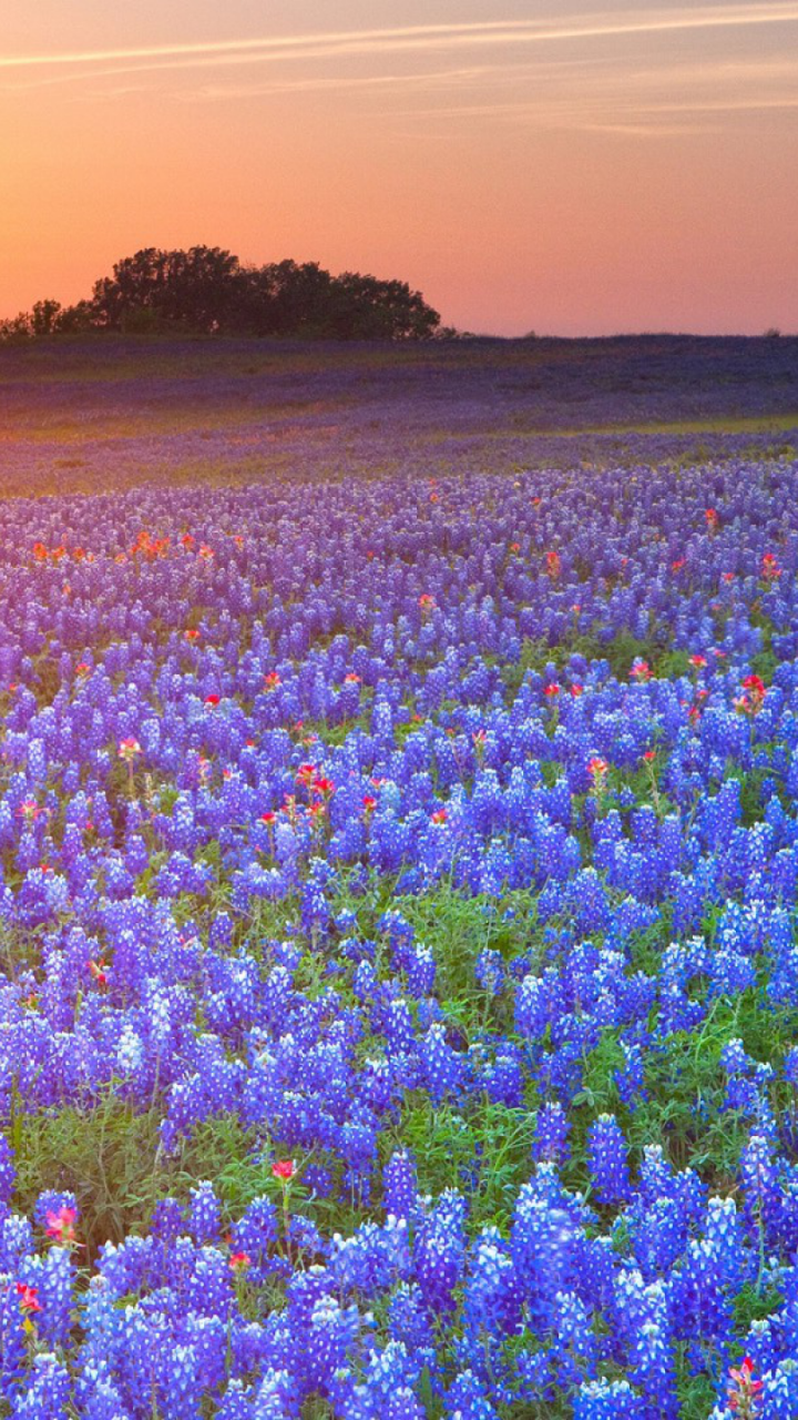 Texas Bluebonnets Wallpapers