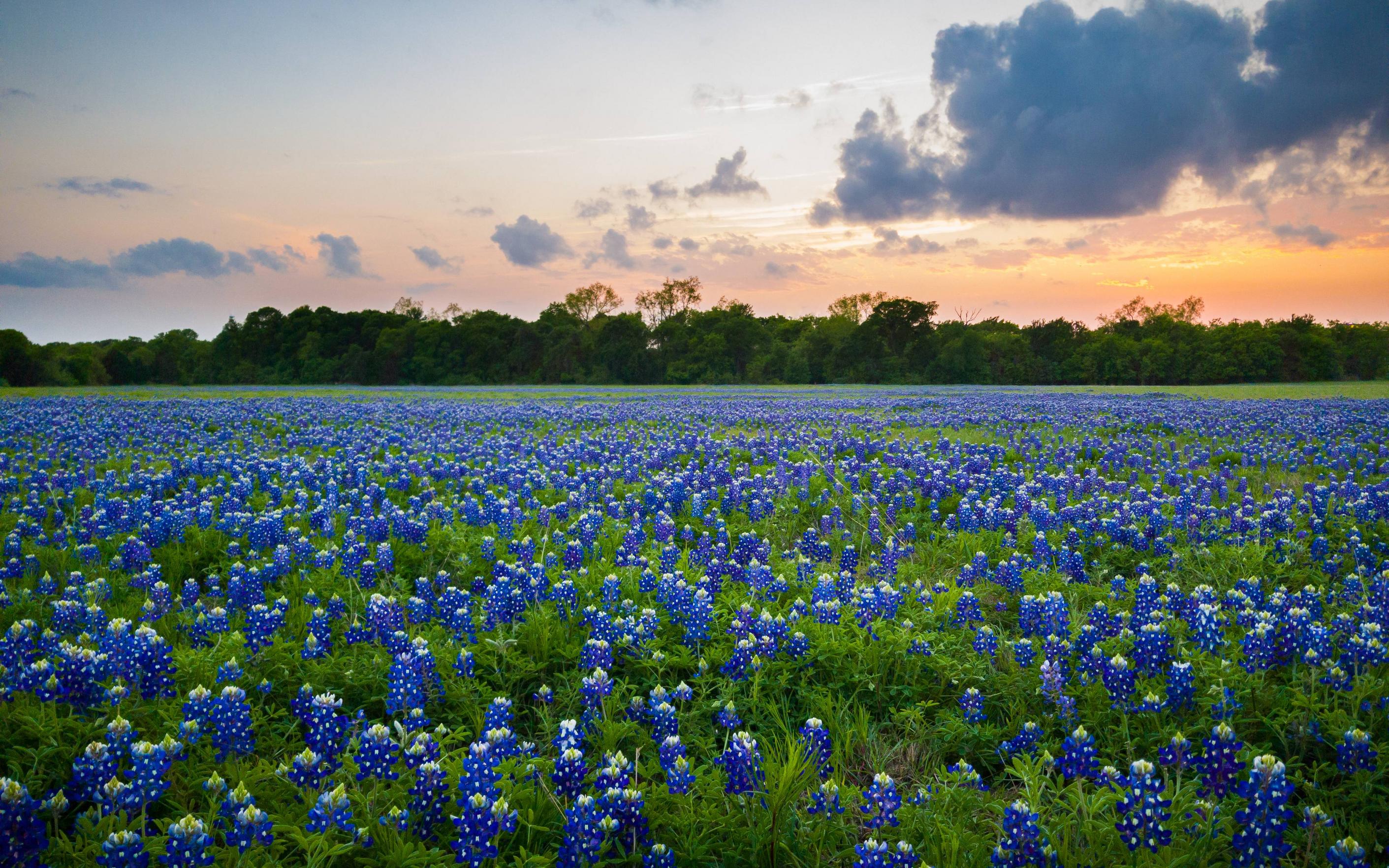 Texas Bluebonnets Wallpapers