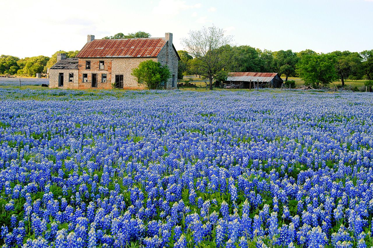 Texas Bluebonnets Wallpapers