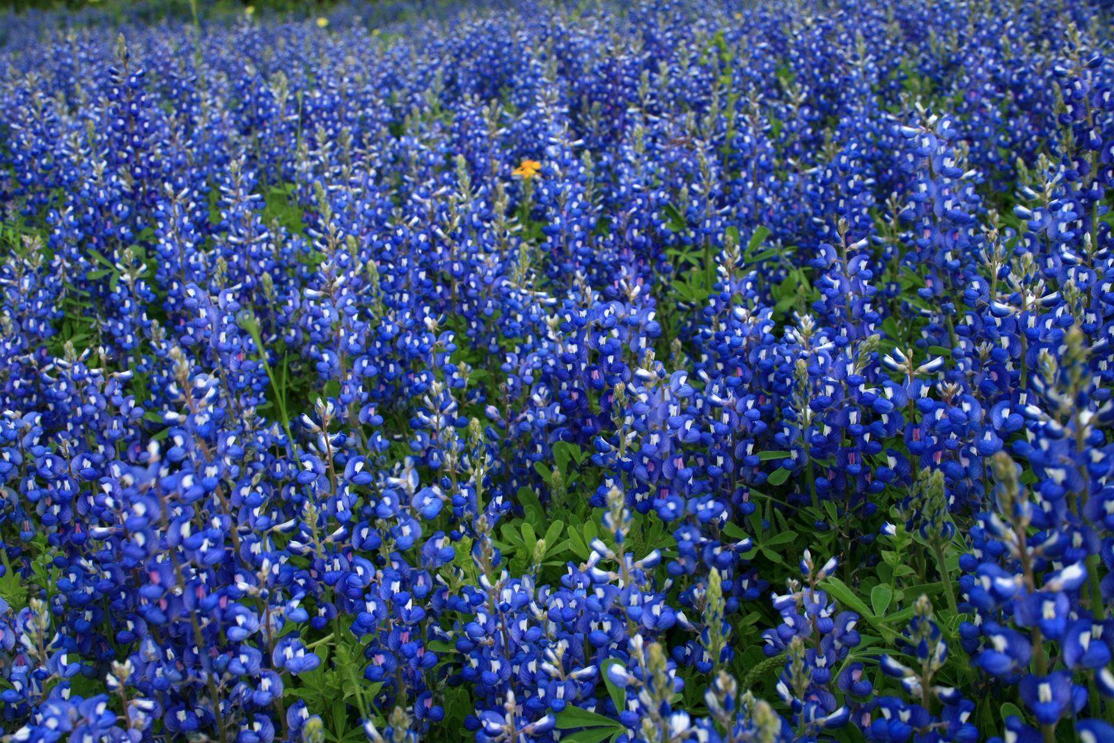 Texas Bluebonnets Wallpapers