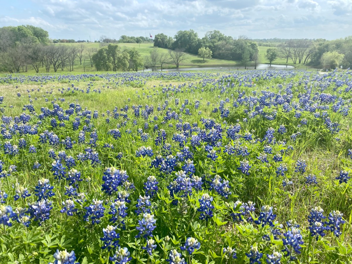 Texas Bluebonnets Wallpapers