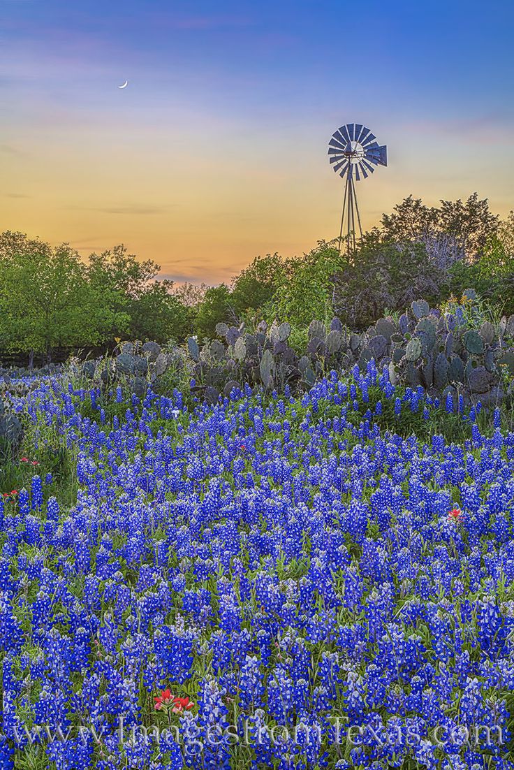 Texas Bluebonnets Wallpapers