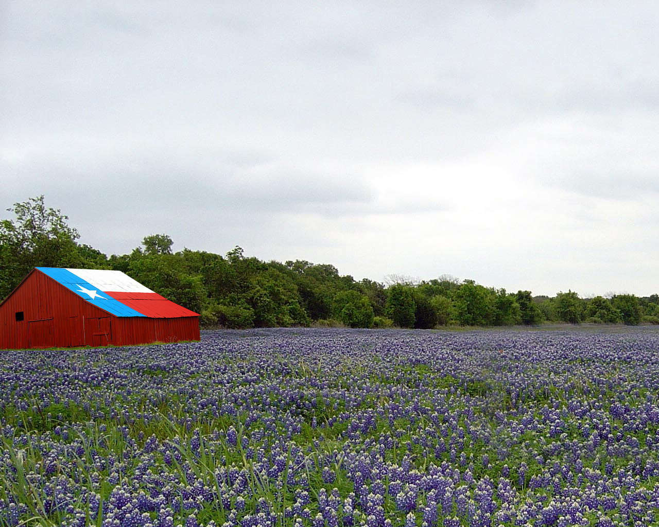 Texas Bluebonnets Wallpapers