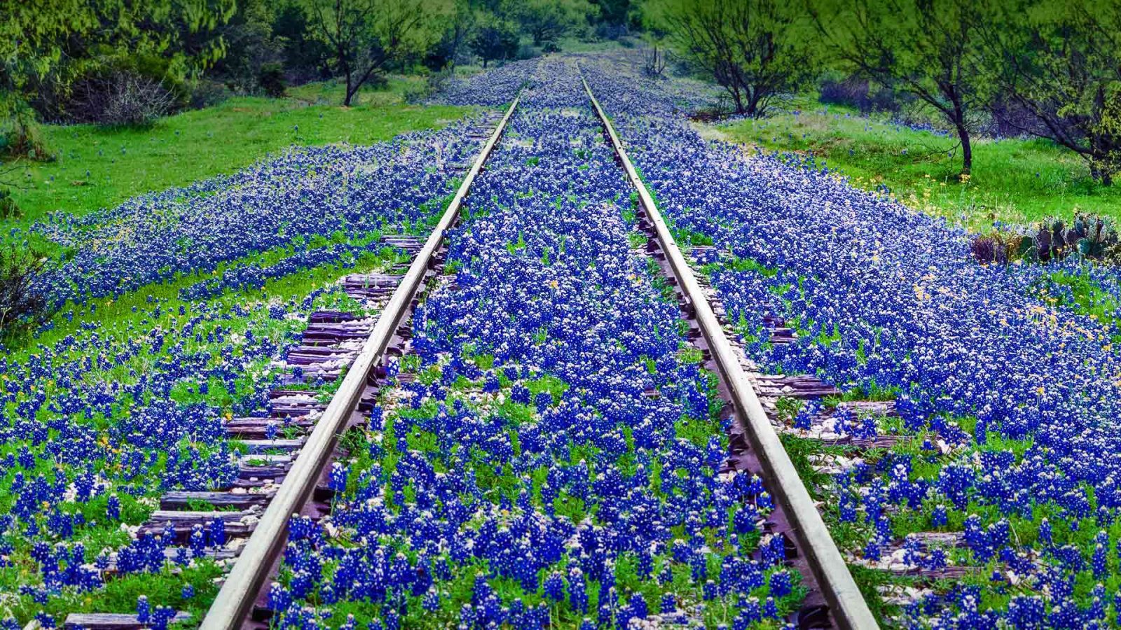 Texas Bluebonnets Wallpapers