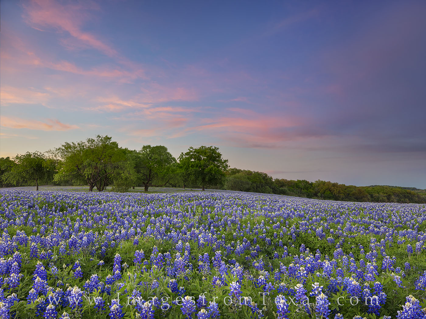 Texas Bluebonnets Wallpapers