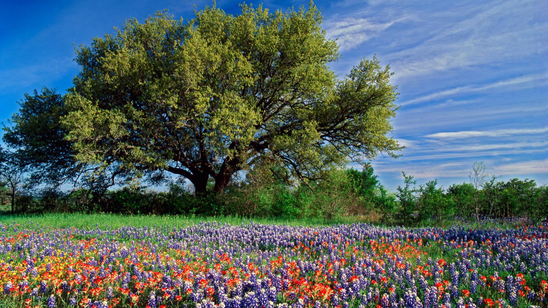 Texas Bluebonnets Wallpapers