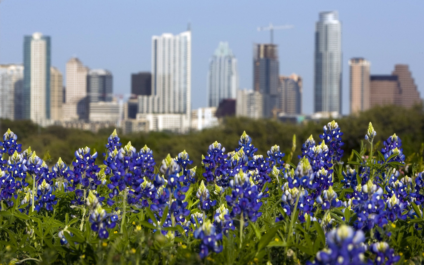 Texas Bluebonnets Wallpapers