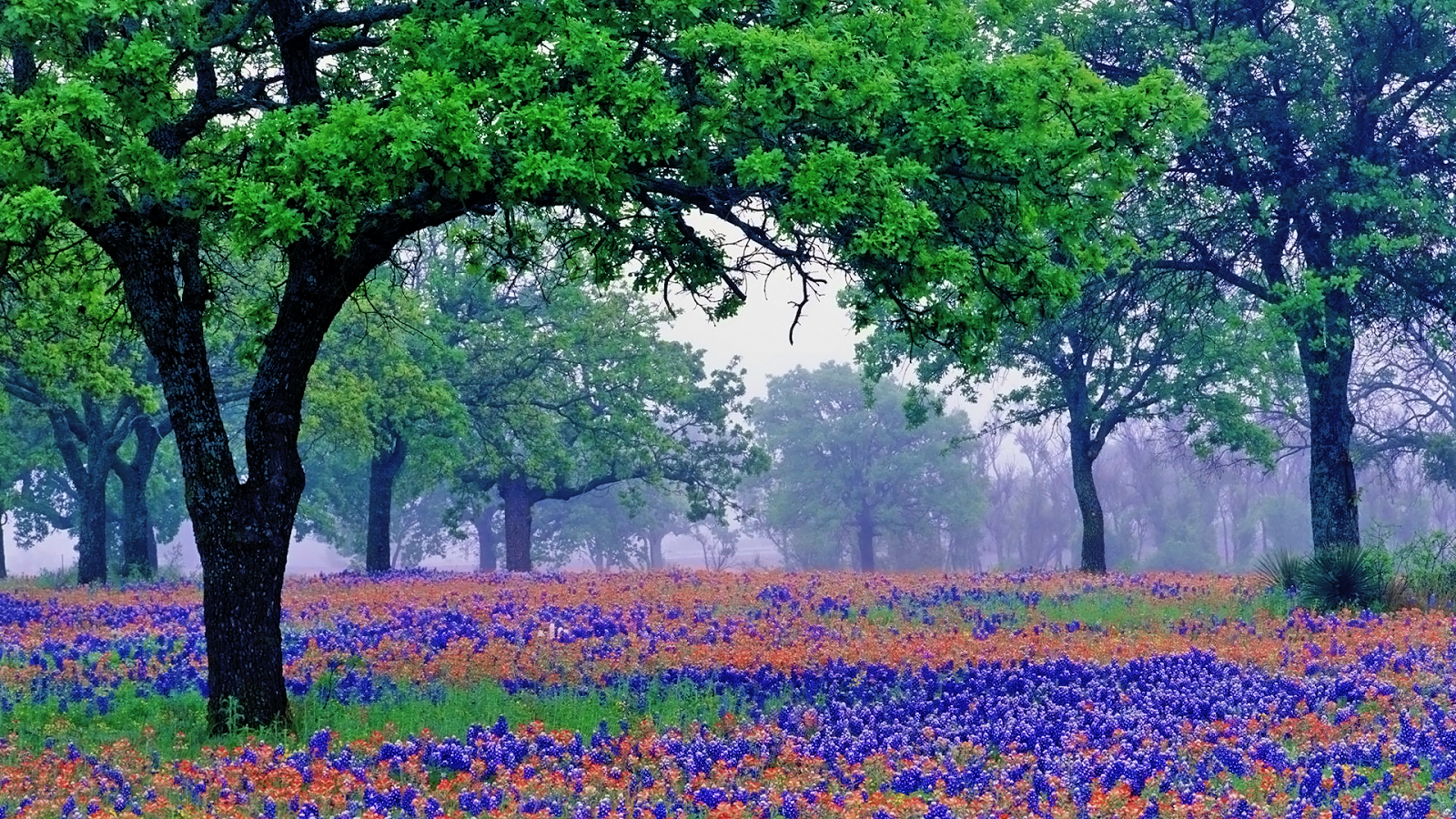 Texas Bluebonnets Wallpapers