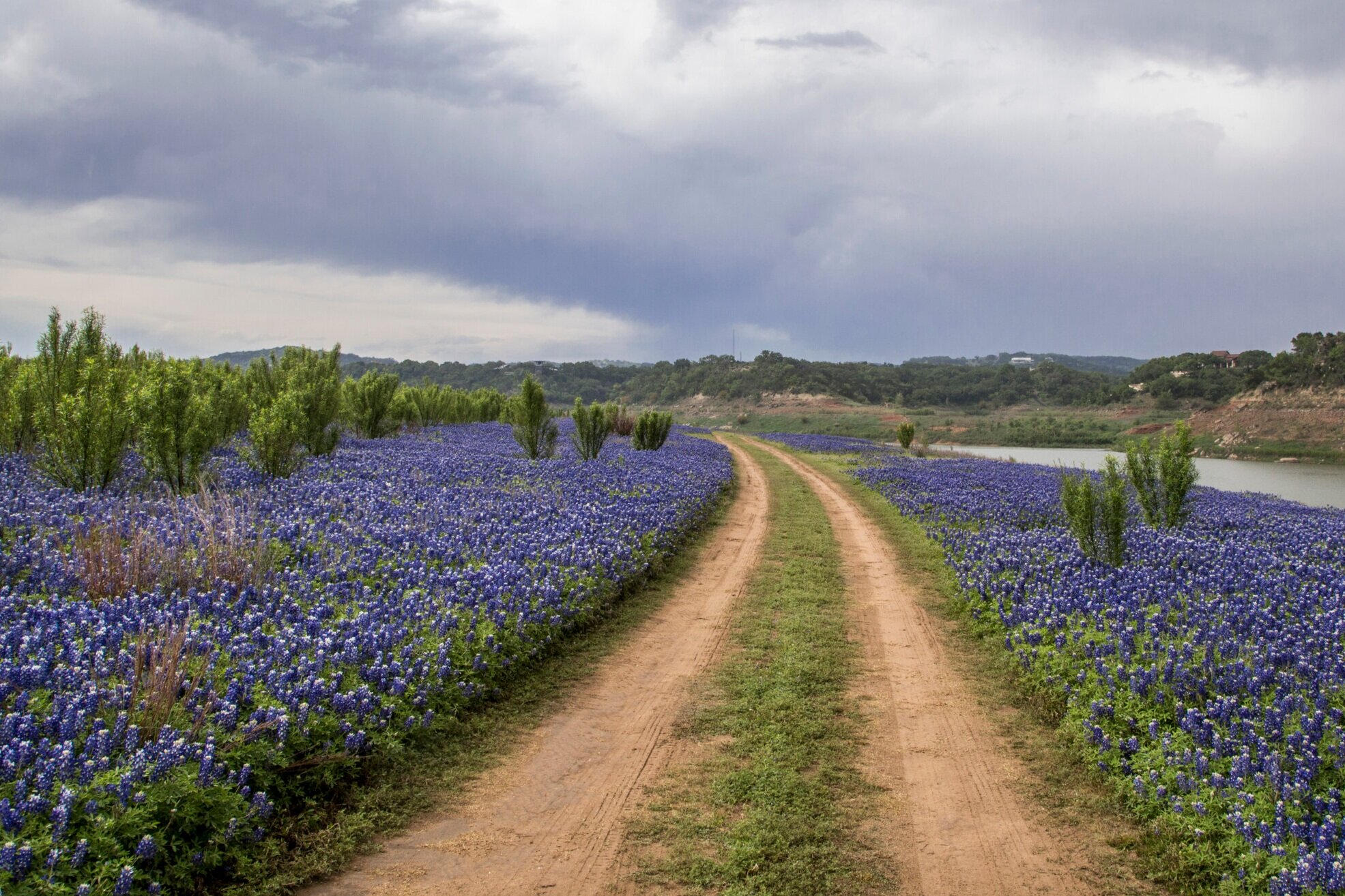 Texas Bluebonnets Wallpapers