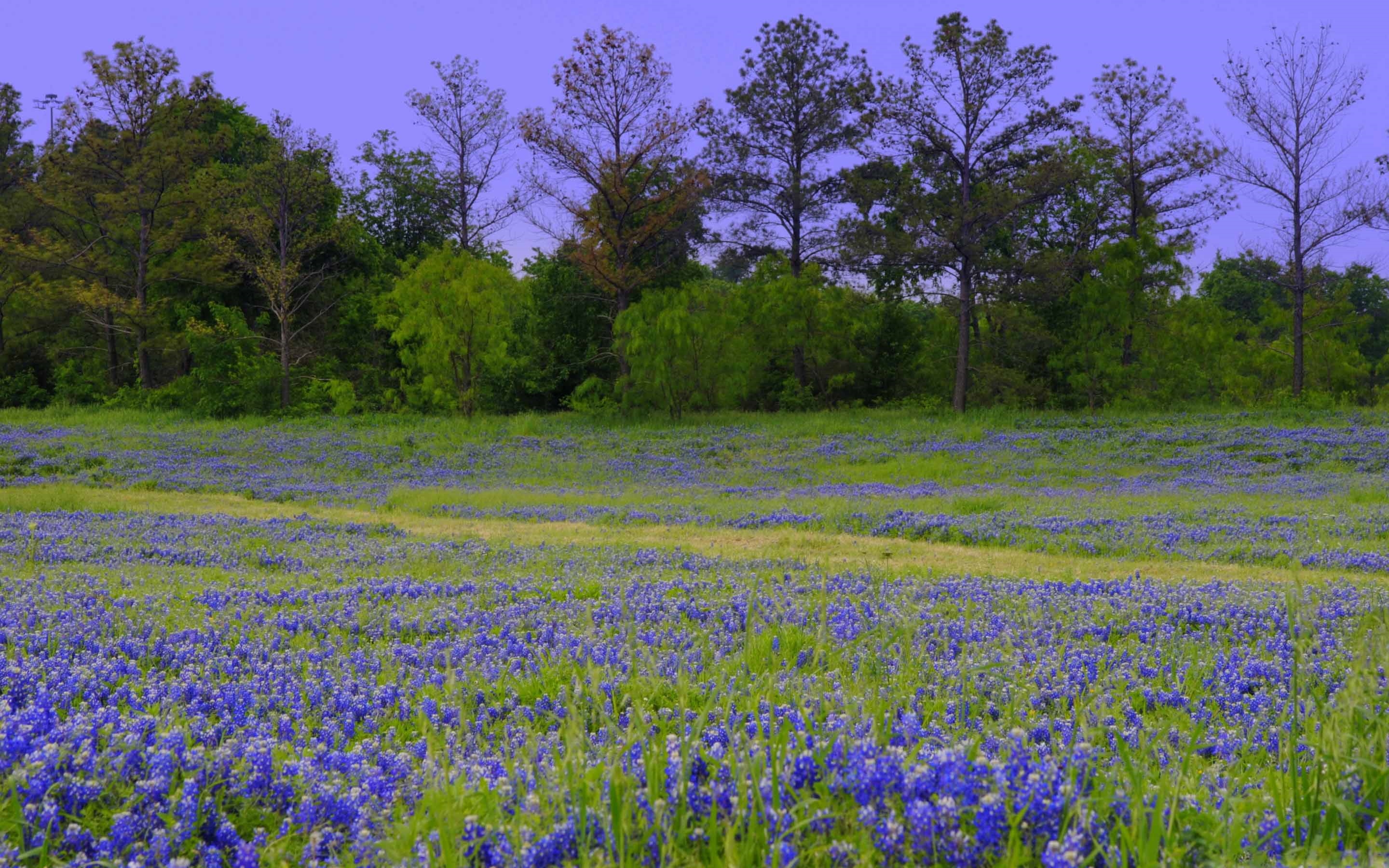 Texas Bluebonnets Wallpapers