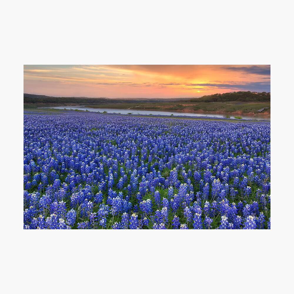 Texas Bluebonnets Wallpapers