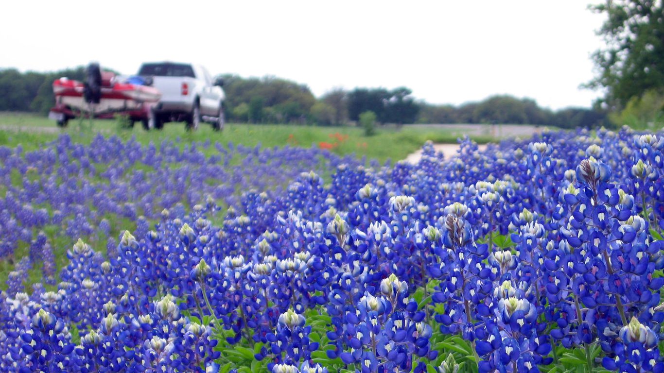 Texas Bluebonnets Wallpapers