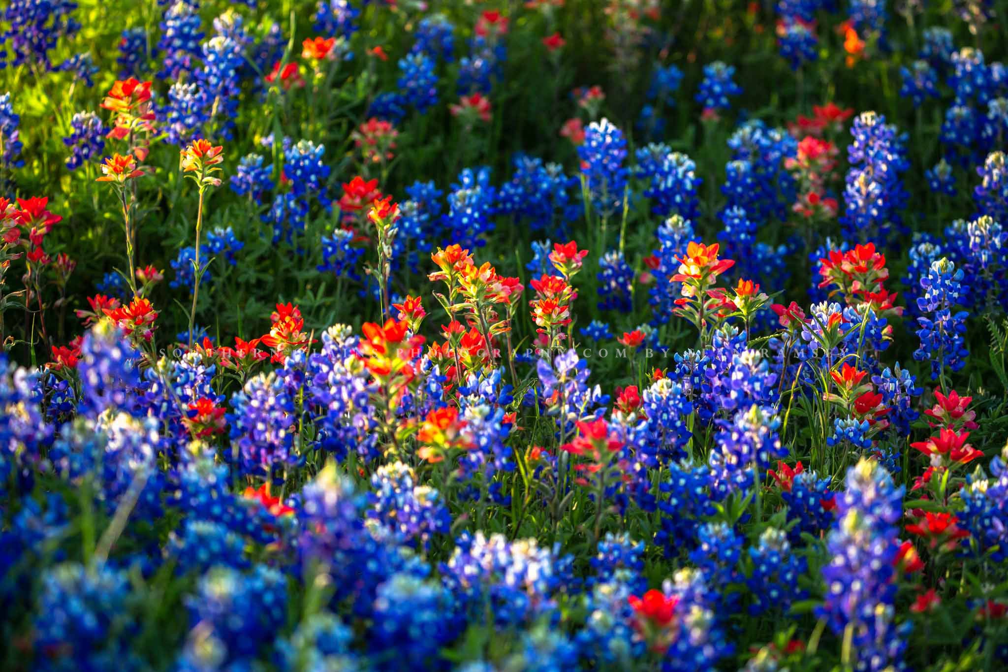 Texas Bluebonnets Wallpapers