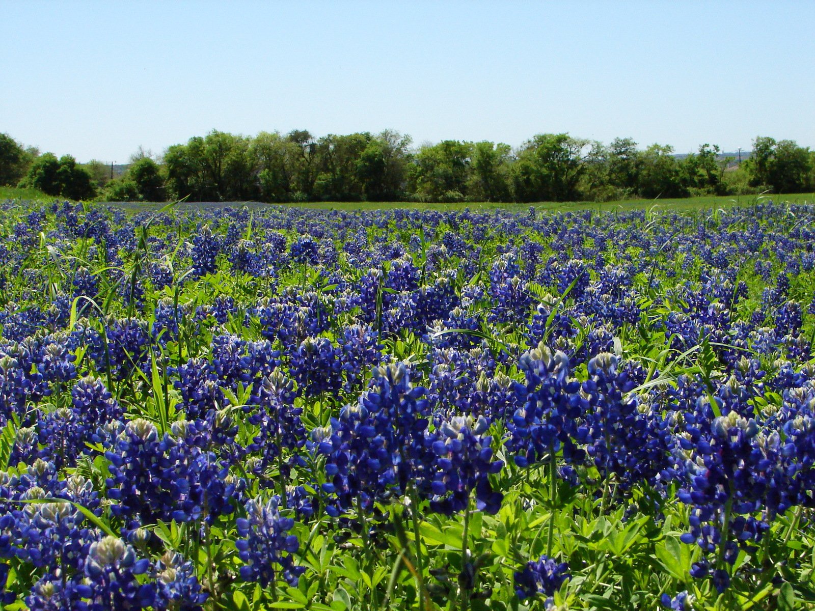 Texas Bluebonnets Wallpapers