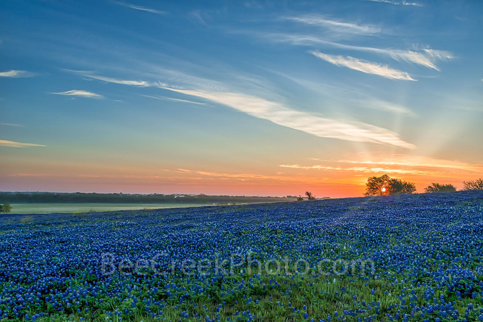 Texas Bluebonnets Wallpapers