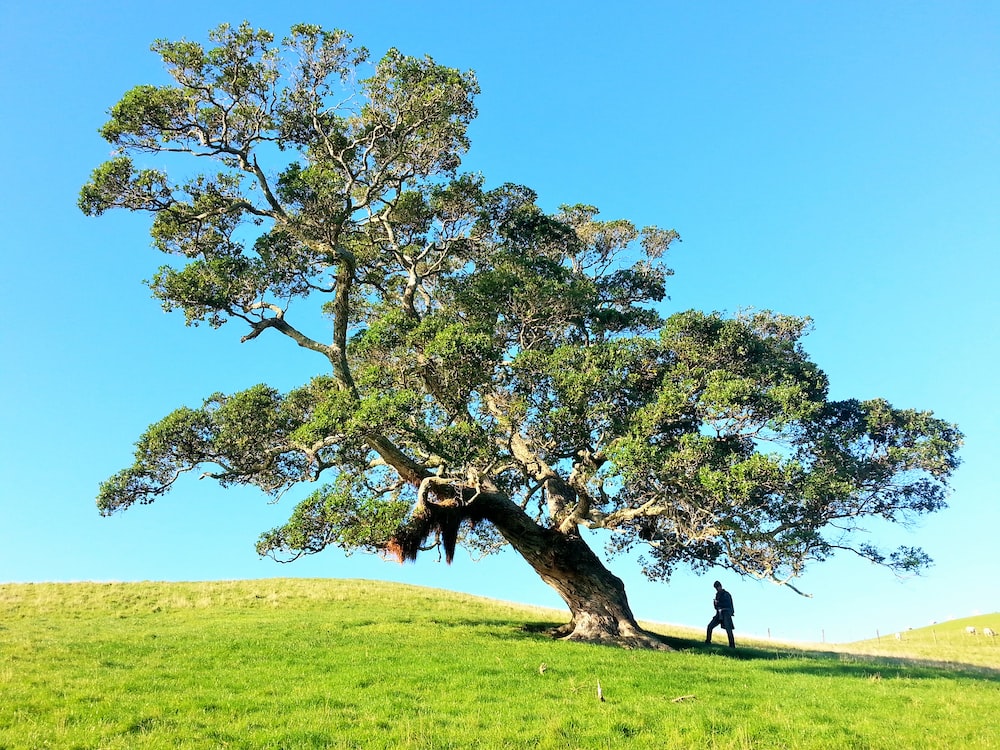 Tree Wallpapers