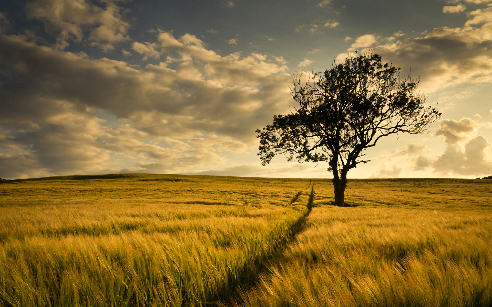 Tree In The Field Wallpapers