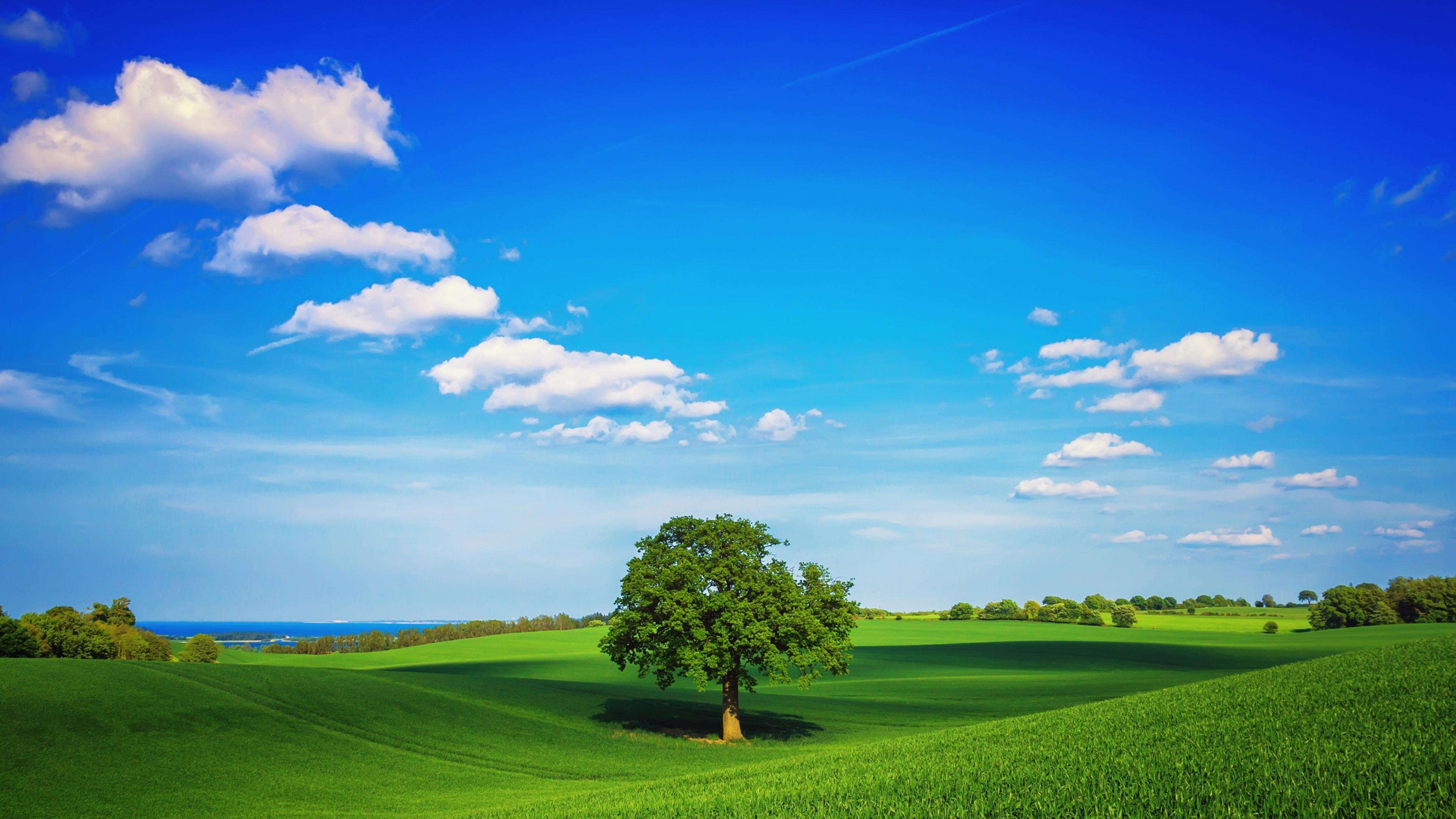 Tree In The Field Wallpapers