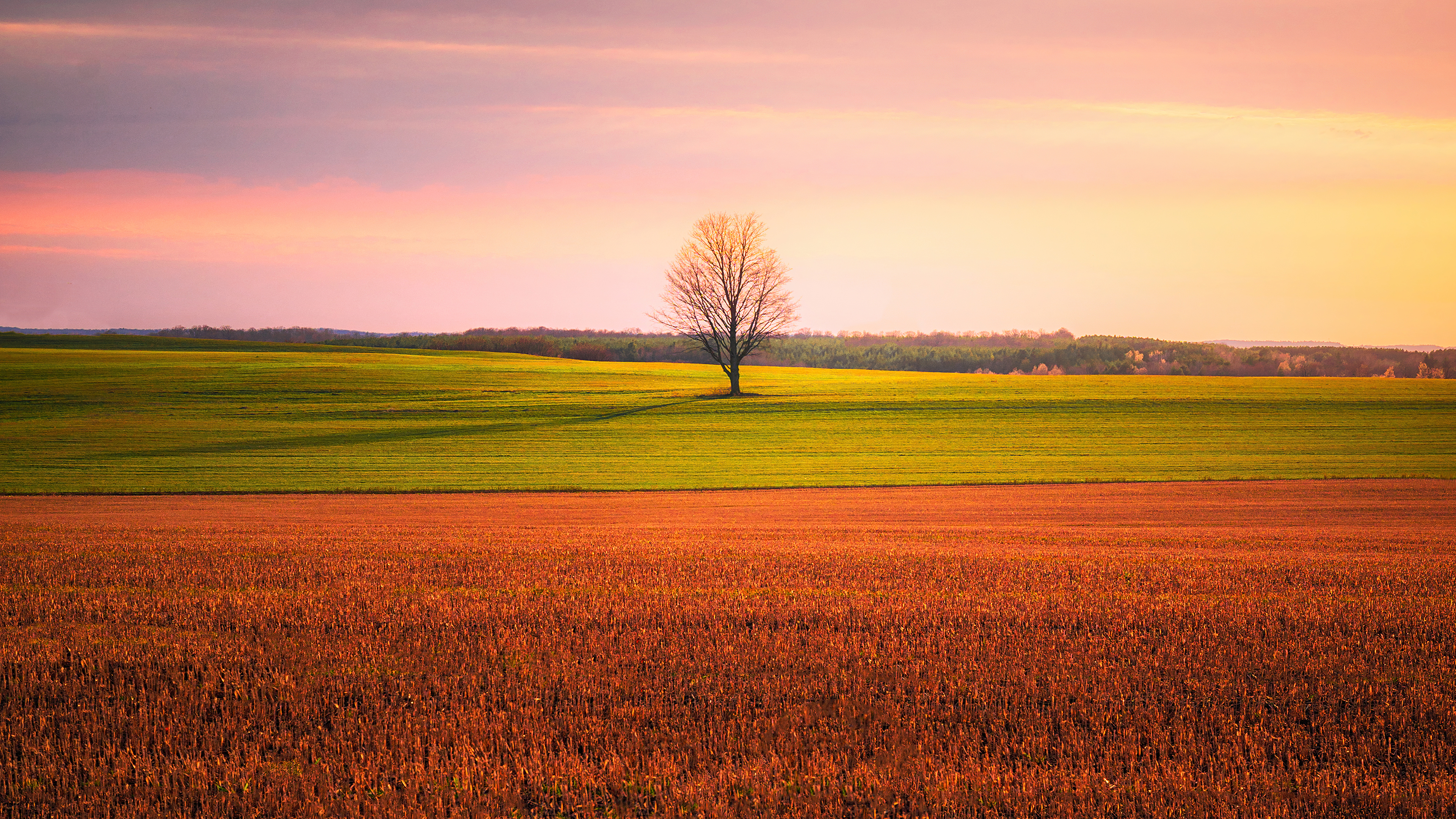 Tree In The Field Wallpapers