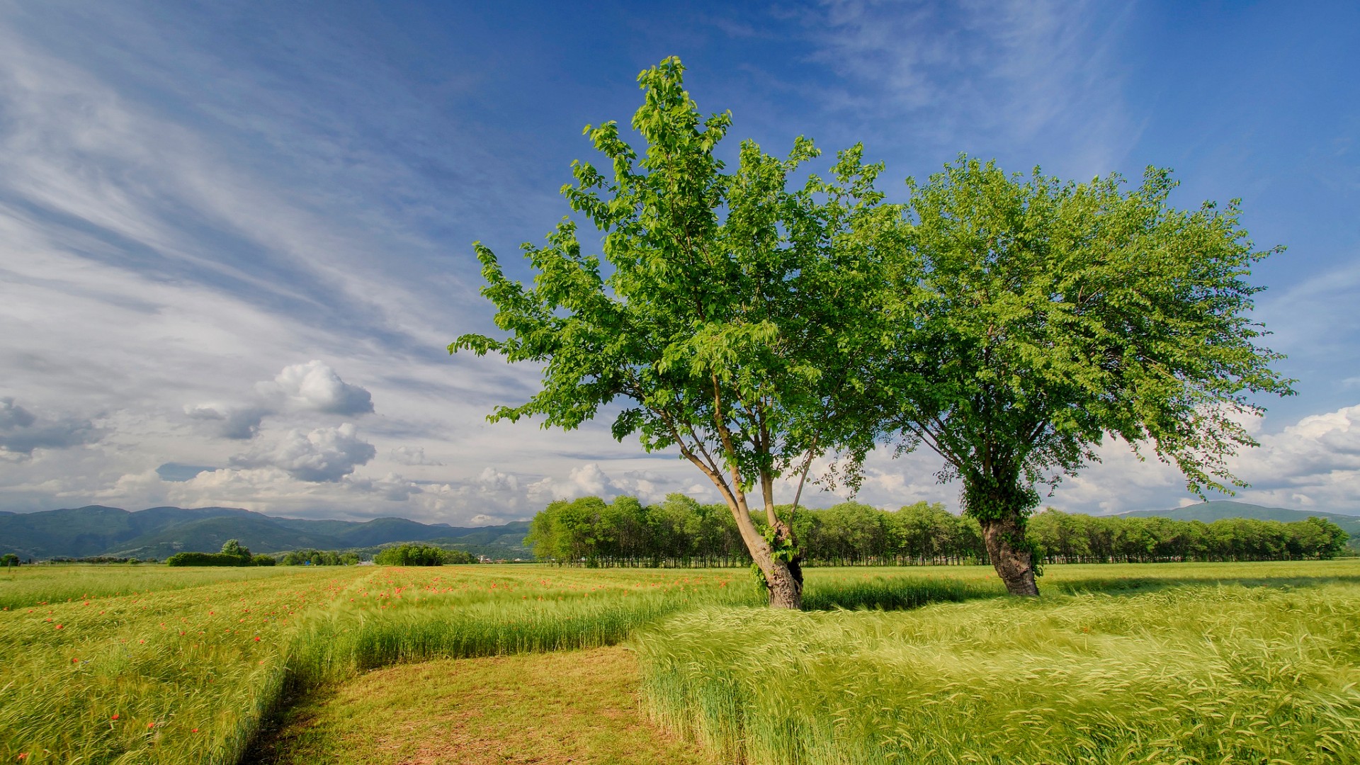 Tree In The Field Wallpapers