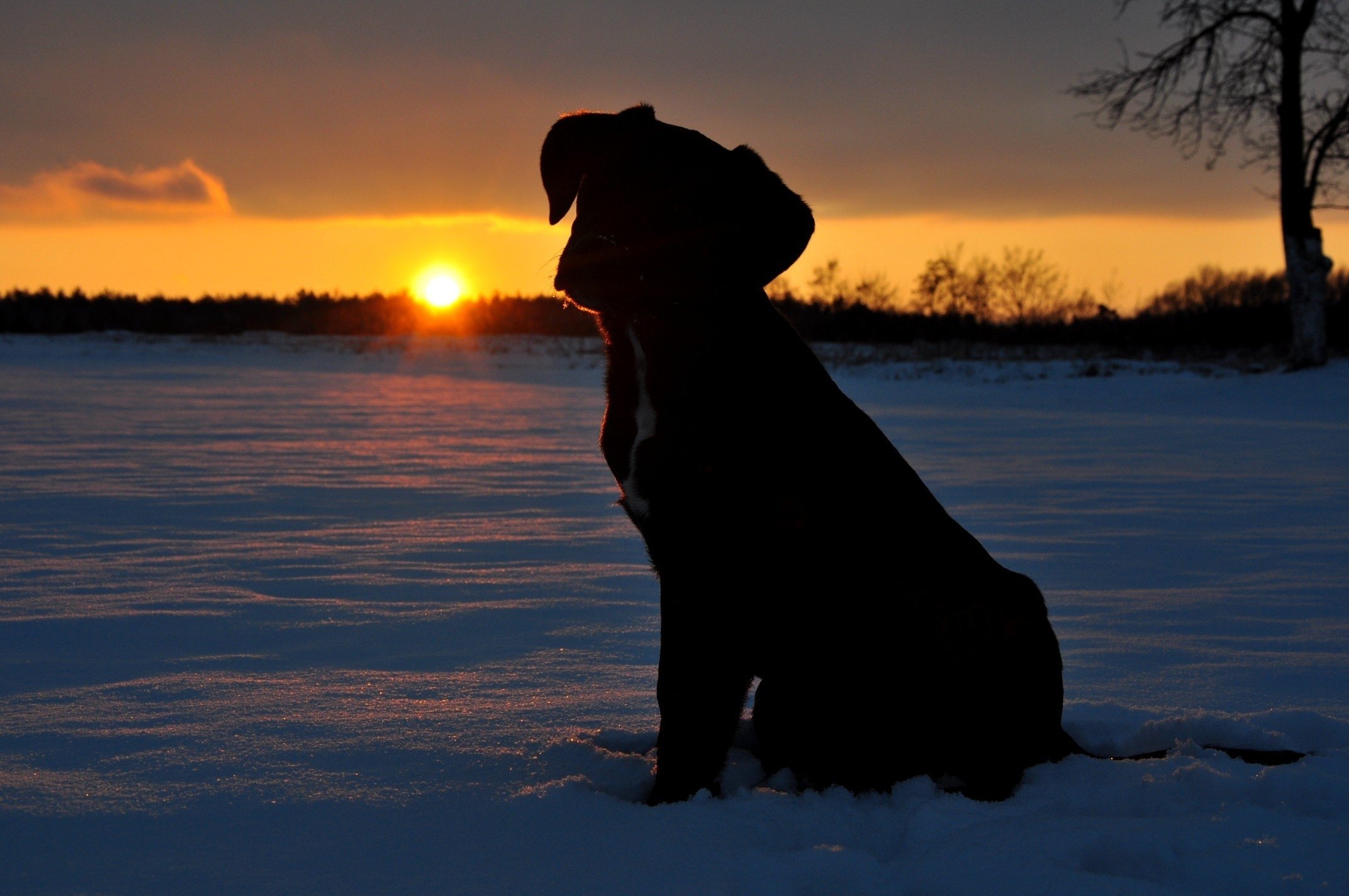 Tree Silhouette In Winter Sunset Wallpapers