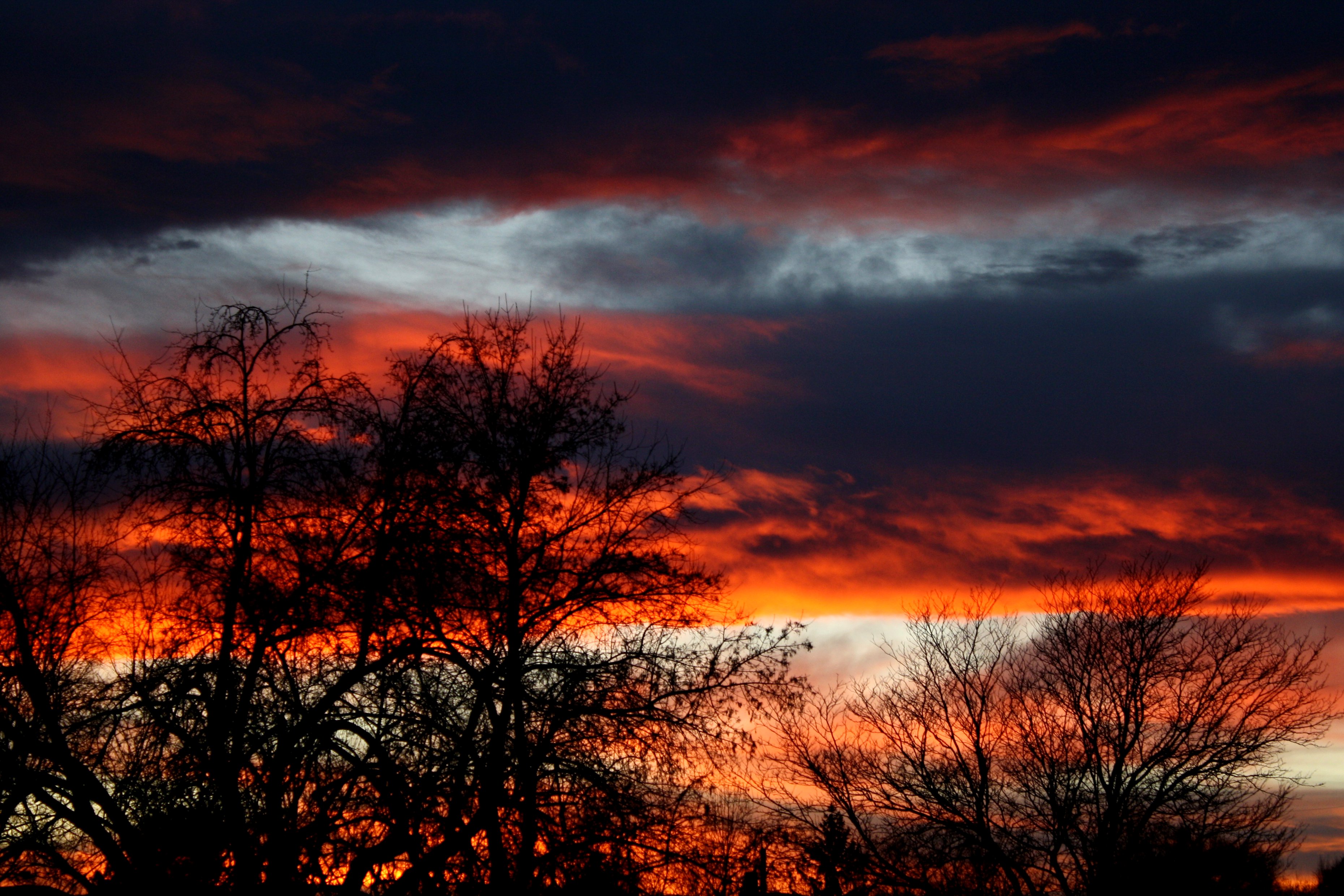 Tree Silhouette In Winter Sunset Wallpapers