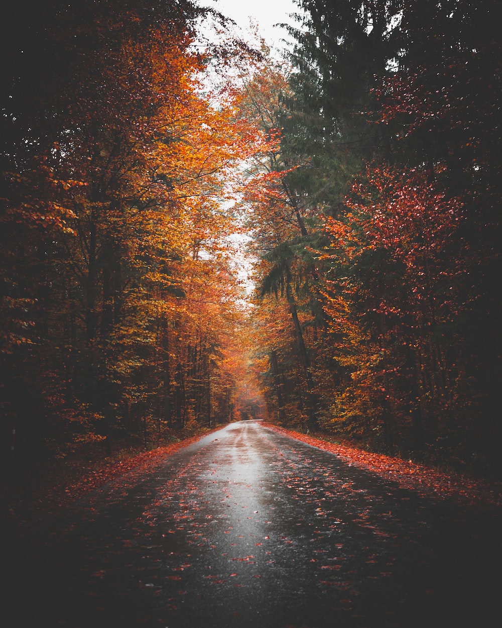 Tree-Lined Empty Road Wallpapers