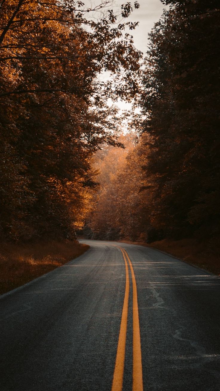 Tree-Lined Empty Road Wallpapers